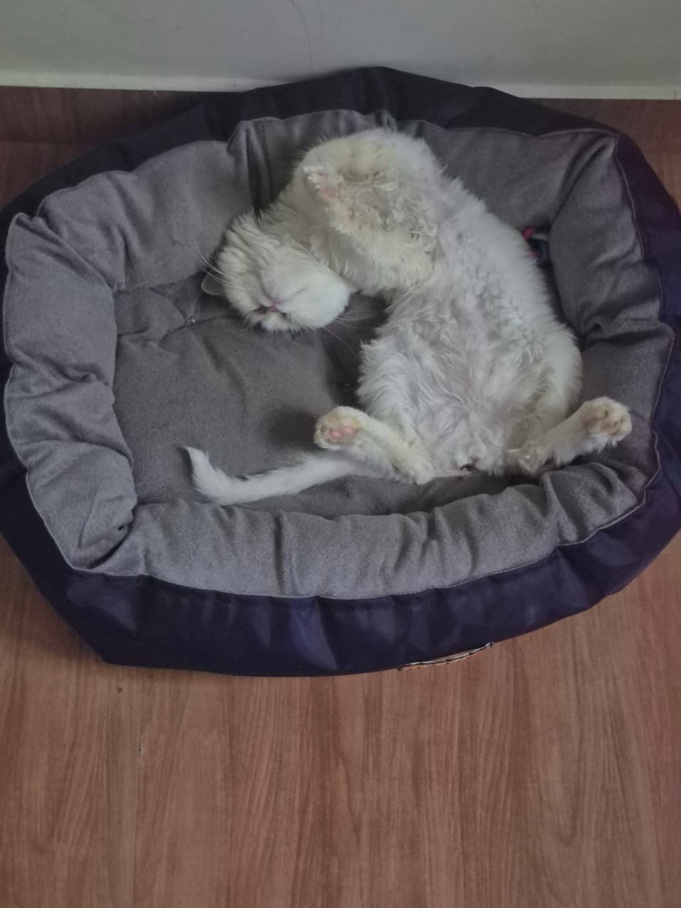 Cats