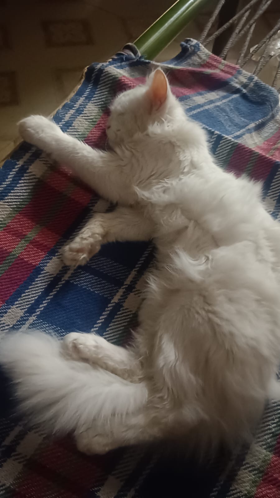 Pet