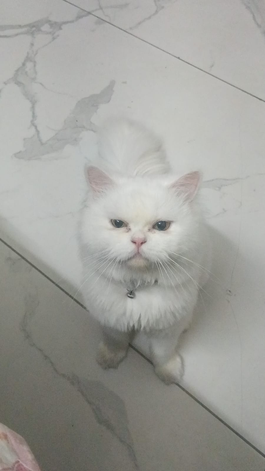 Pet