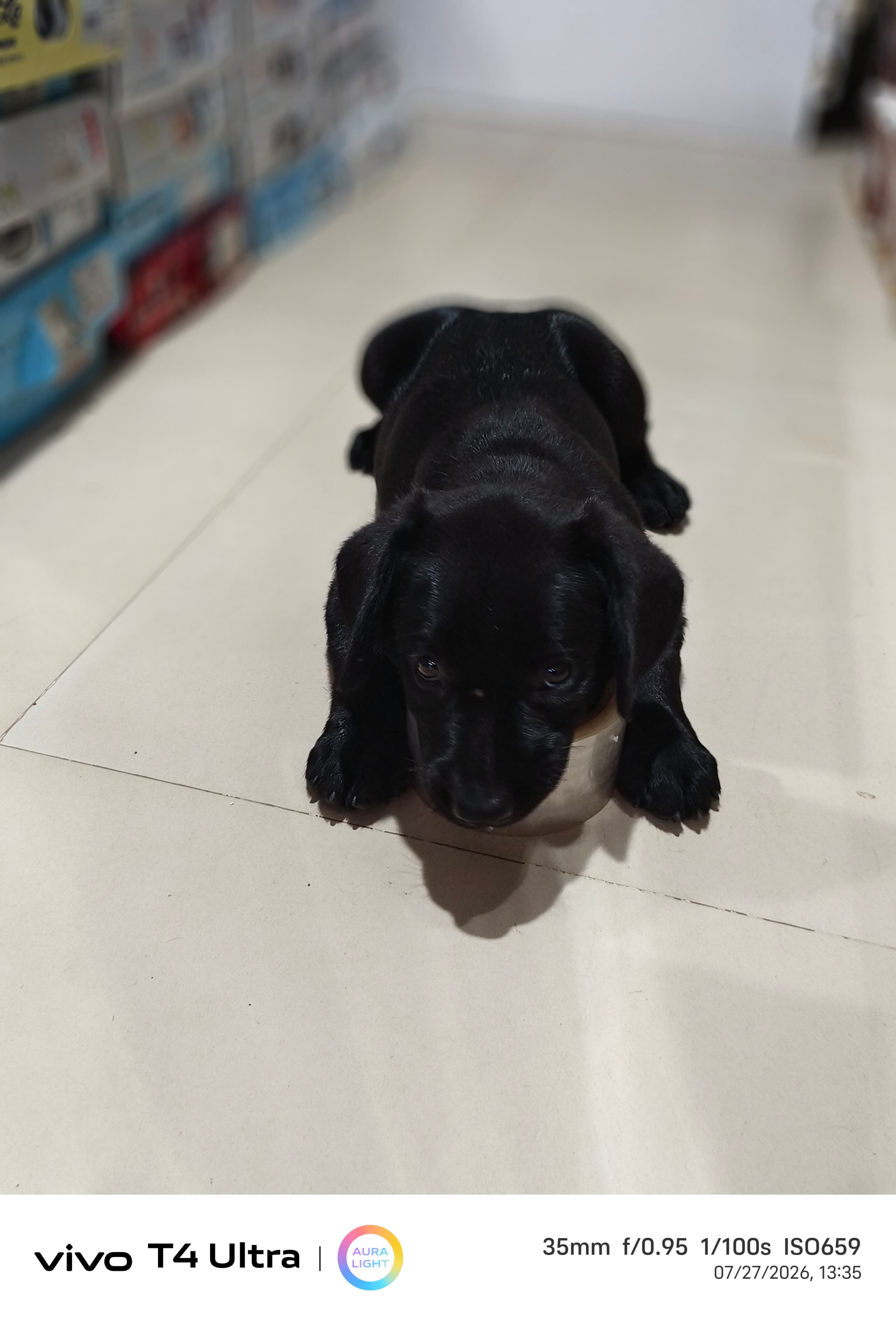 Pet