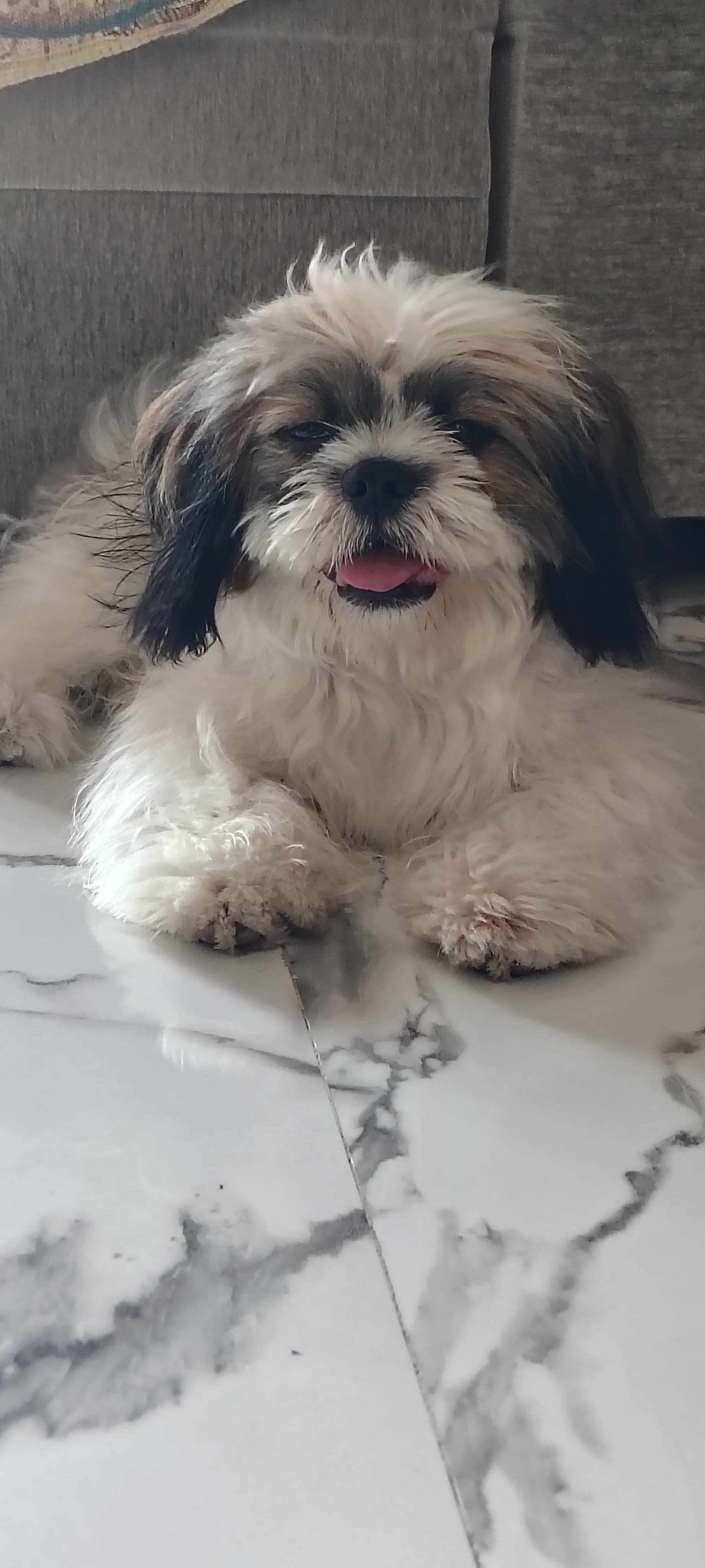 Pet