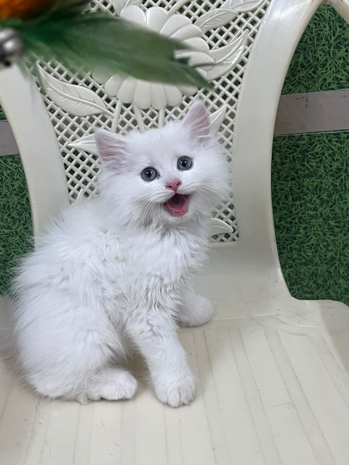 Pet