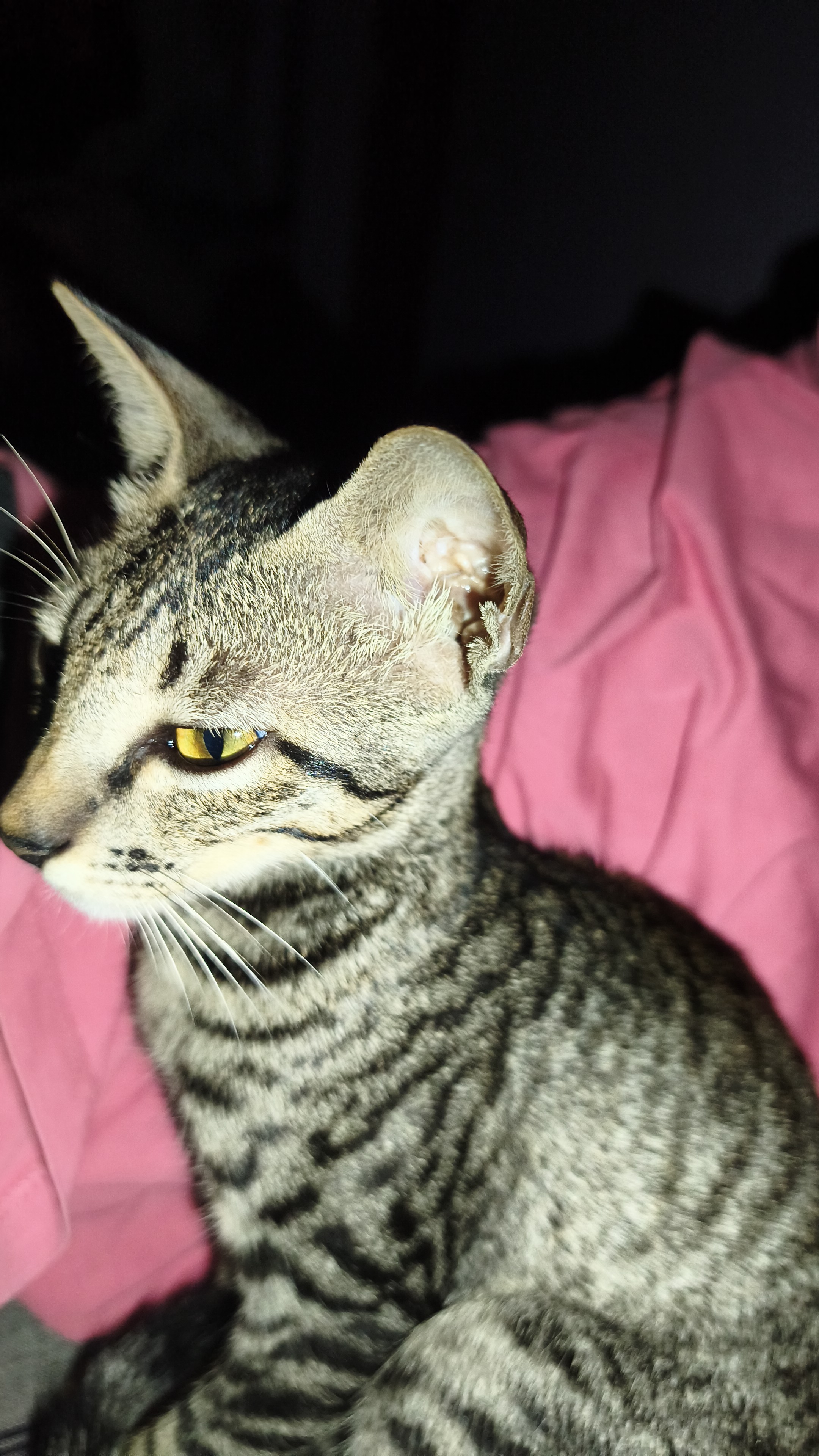 Cats