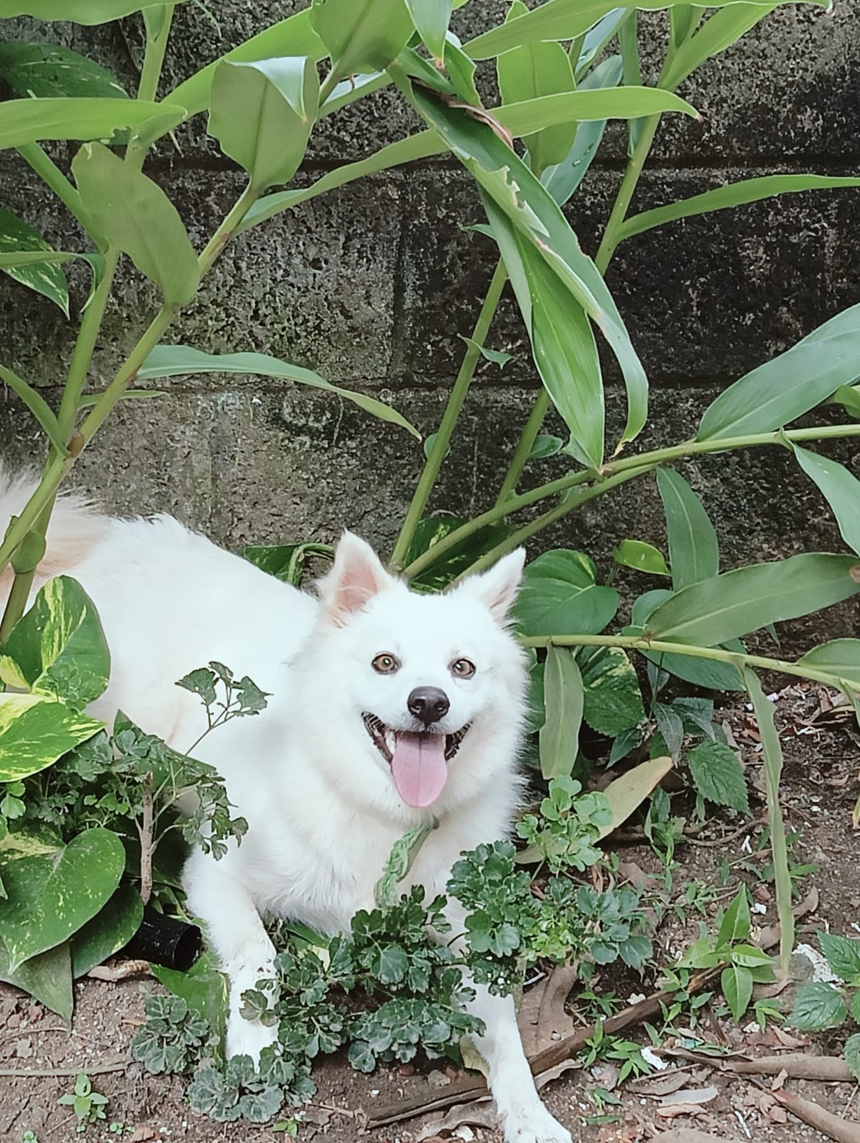 Pet