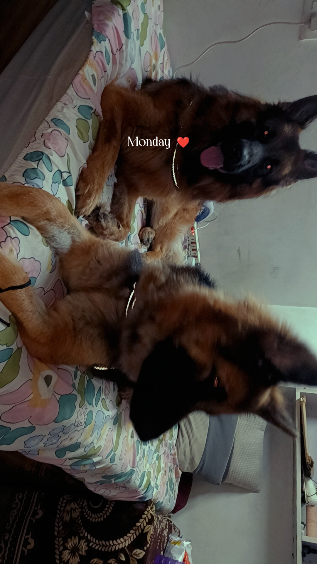 Dogs