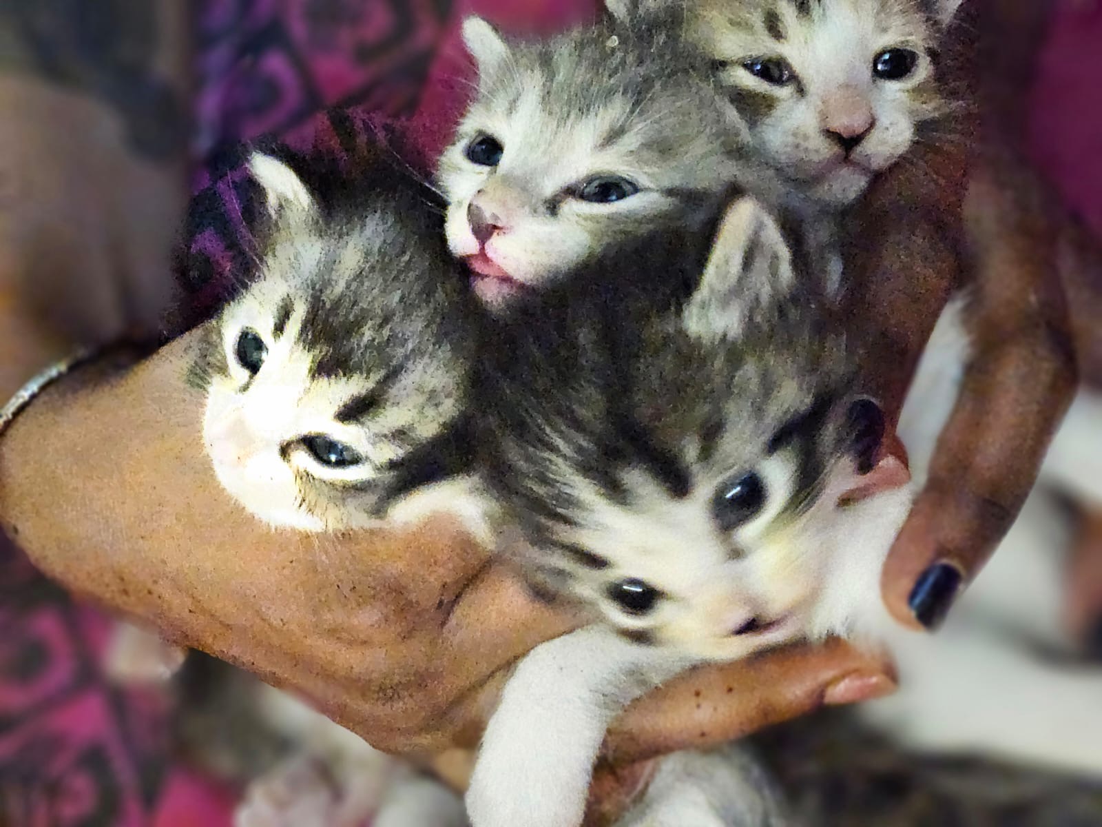 Cats