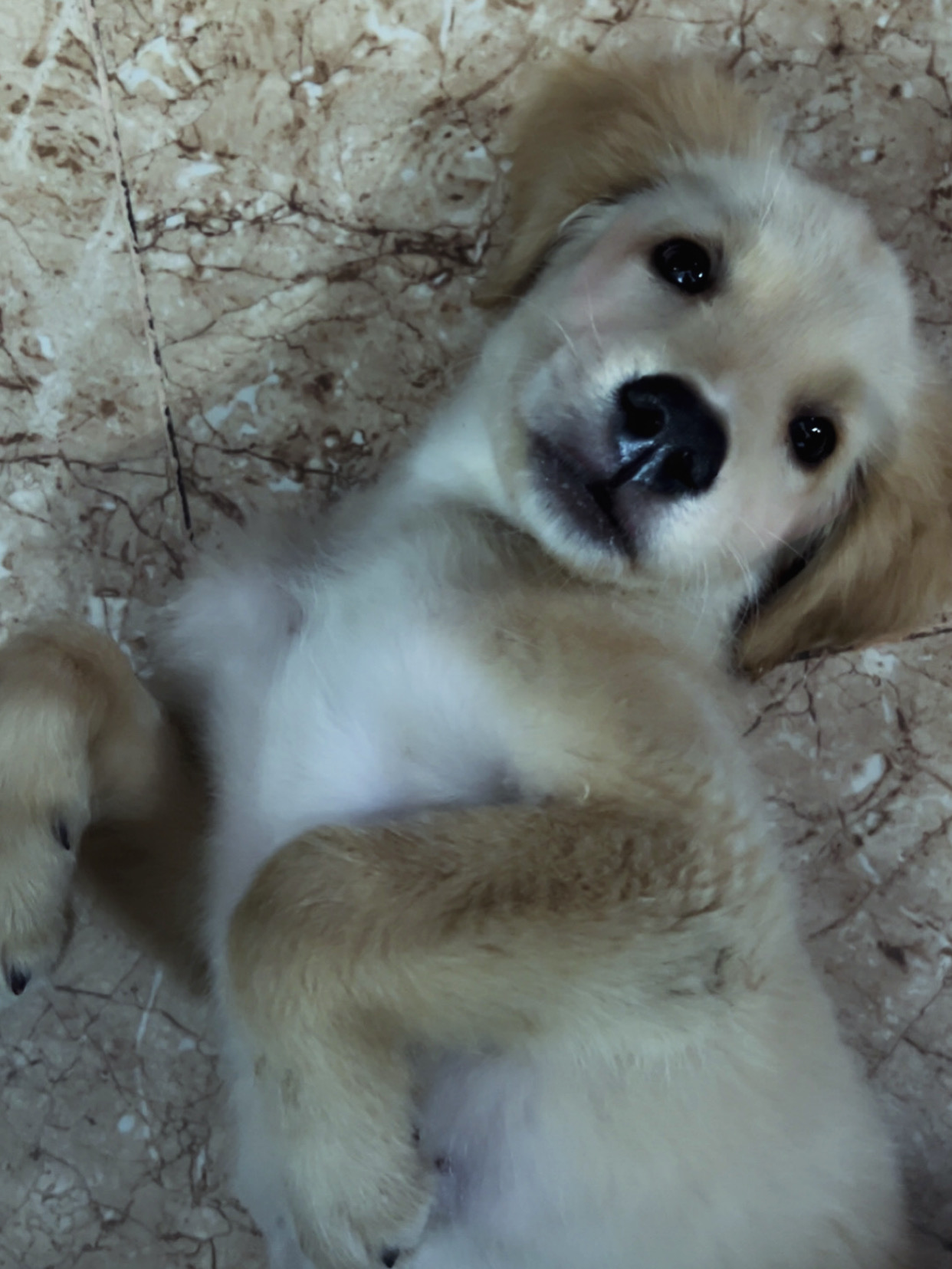 Pet