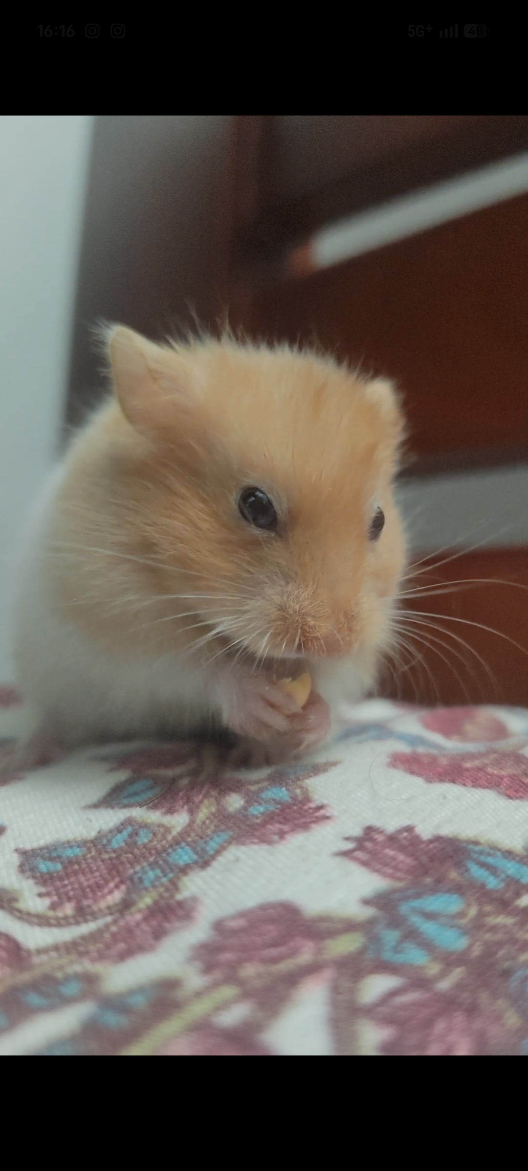 Pet