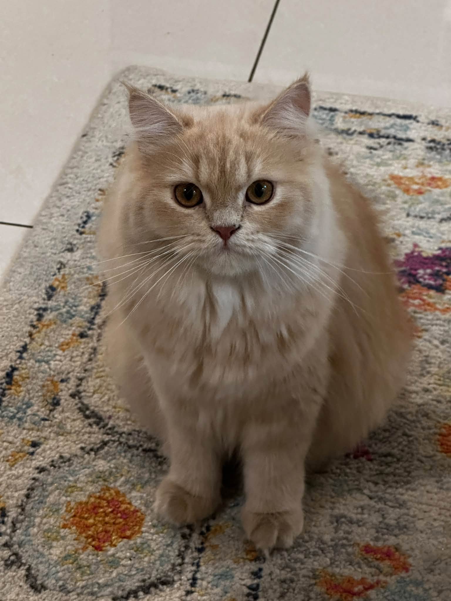 Cats