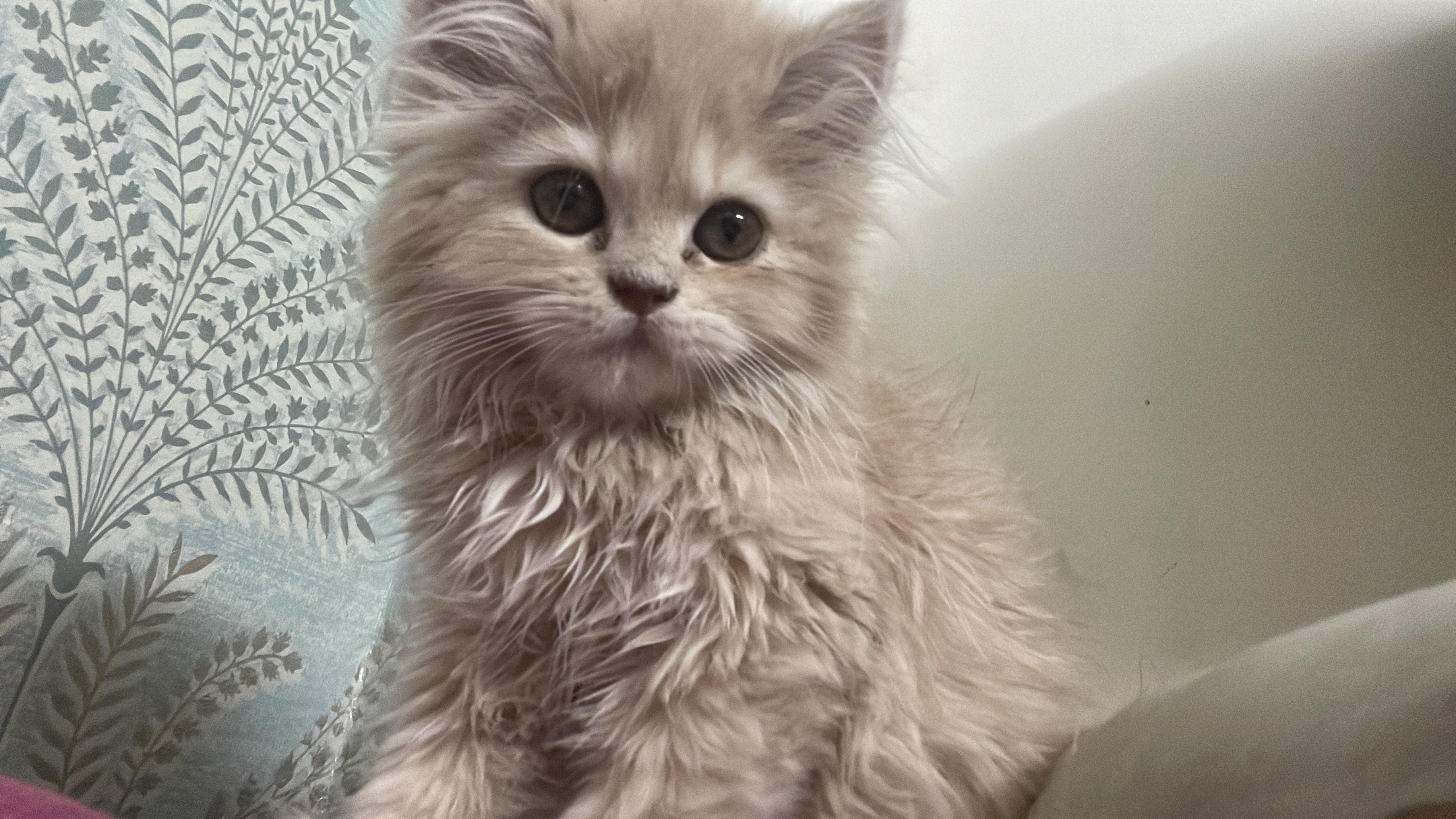 Pet