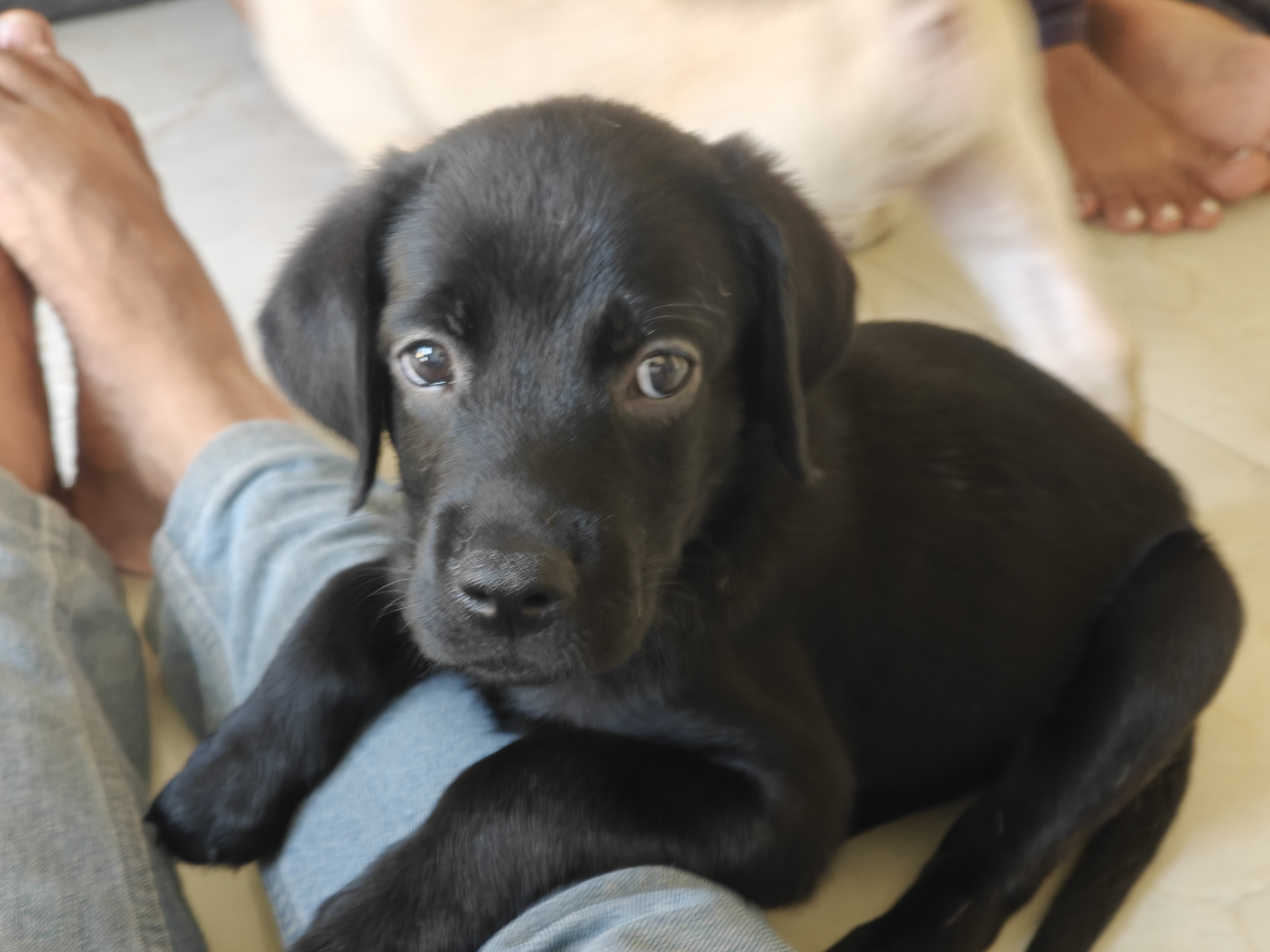 Pet