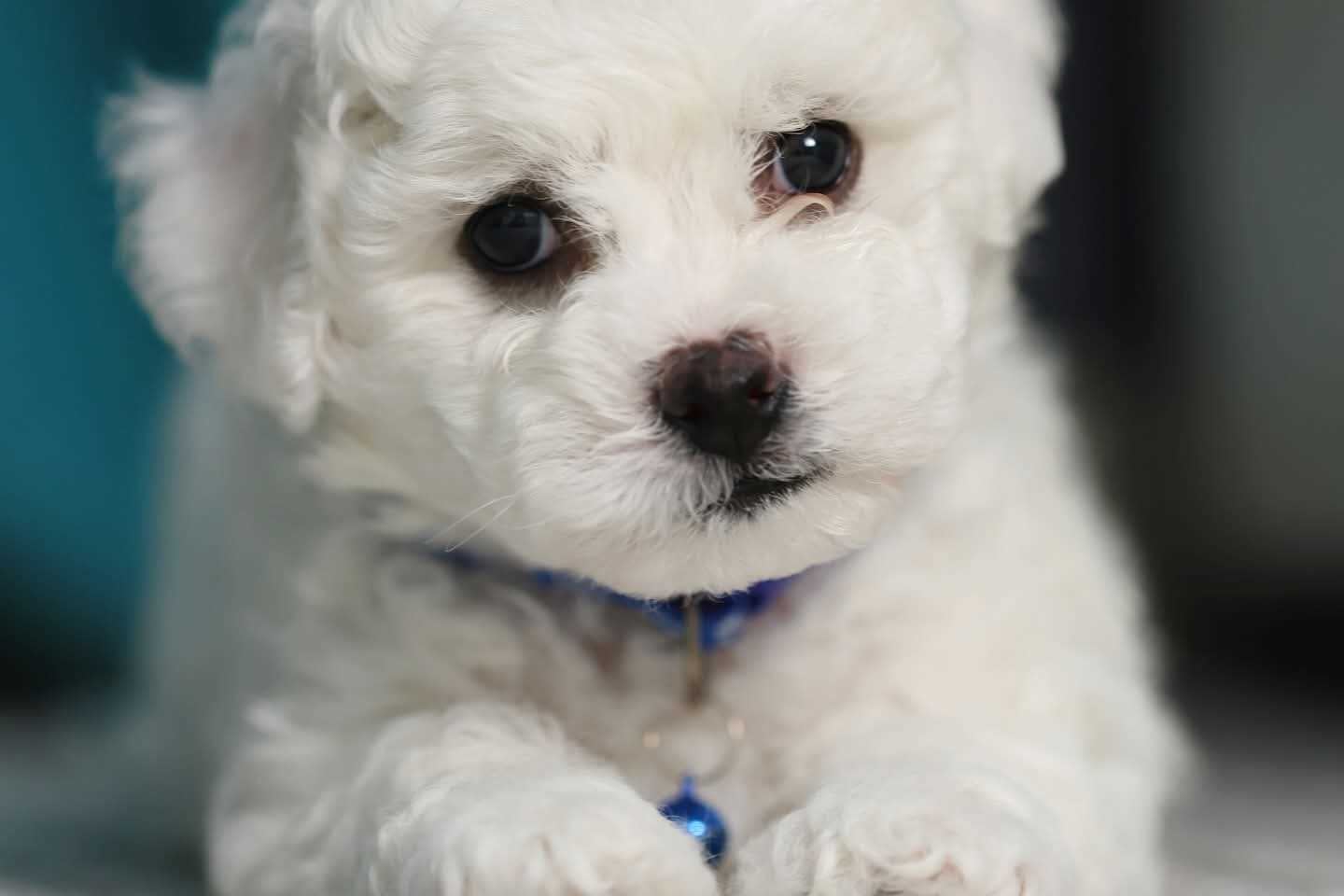 Pet