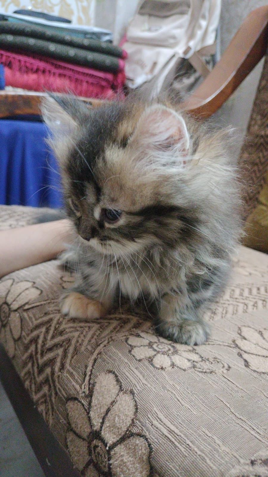 Pet