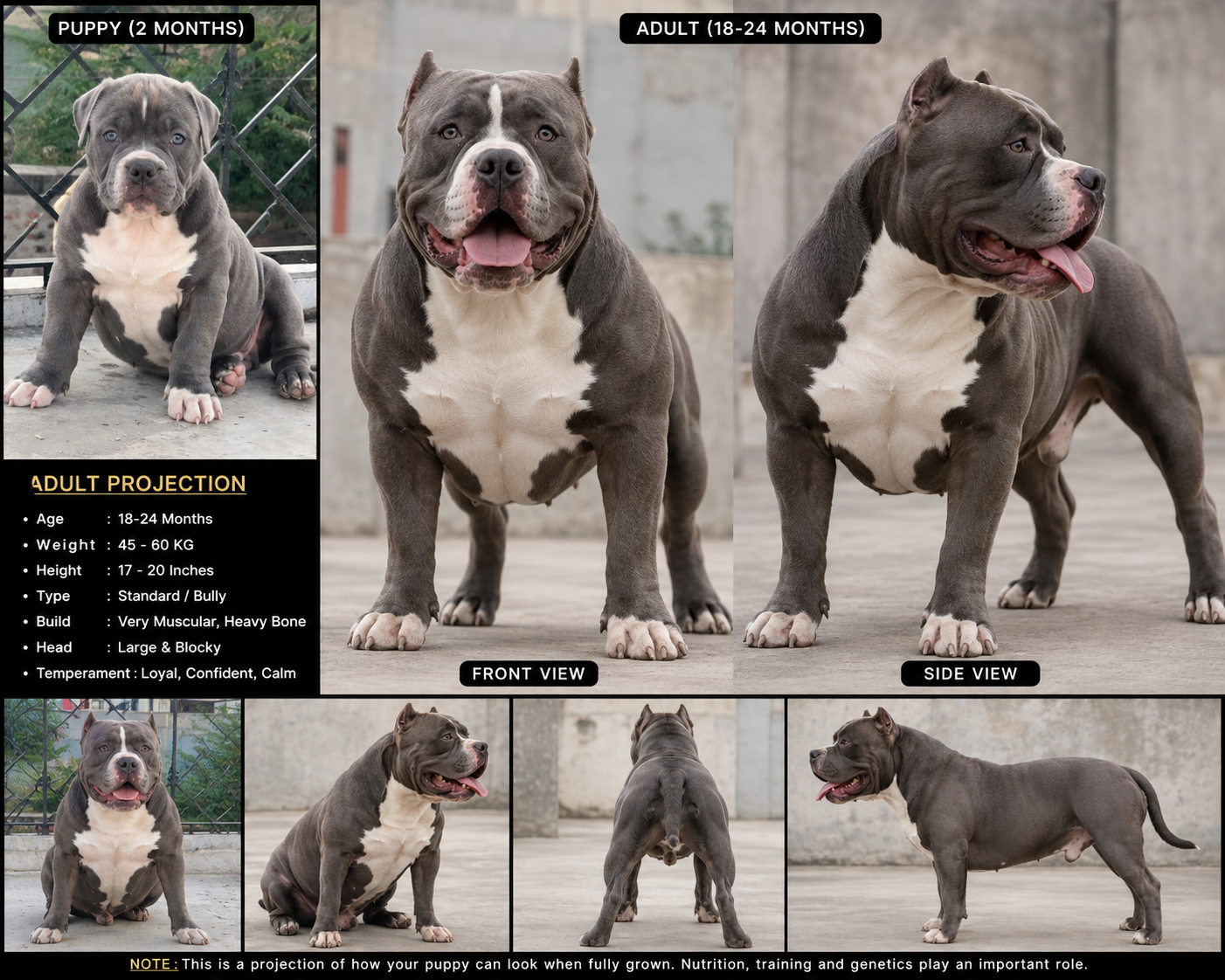Dogs