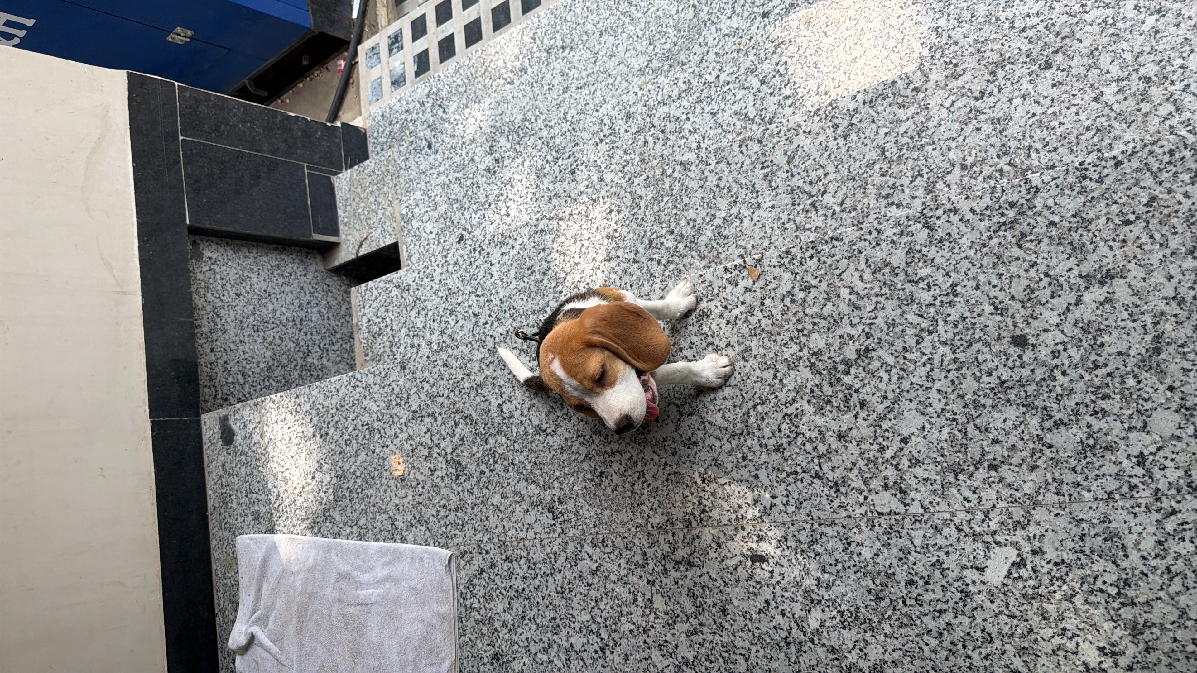 Dogs