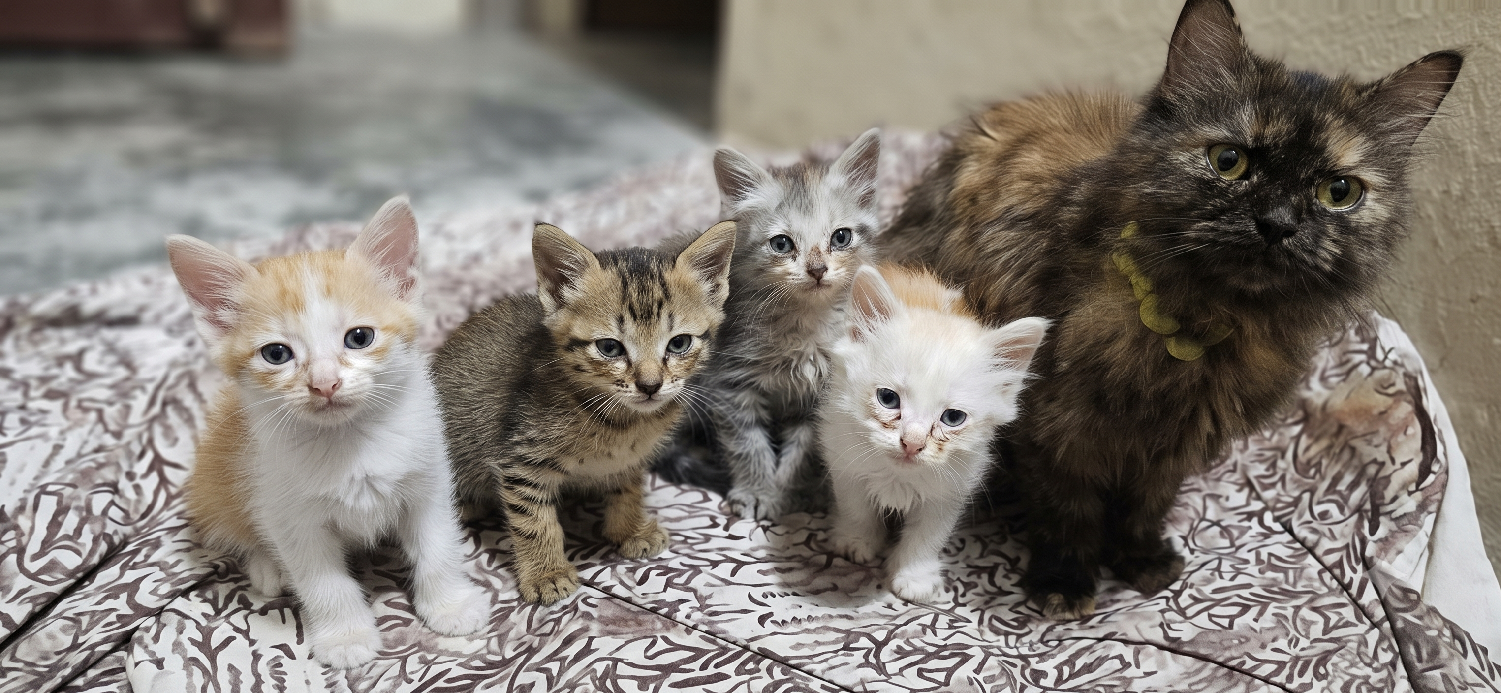 Cats