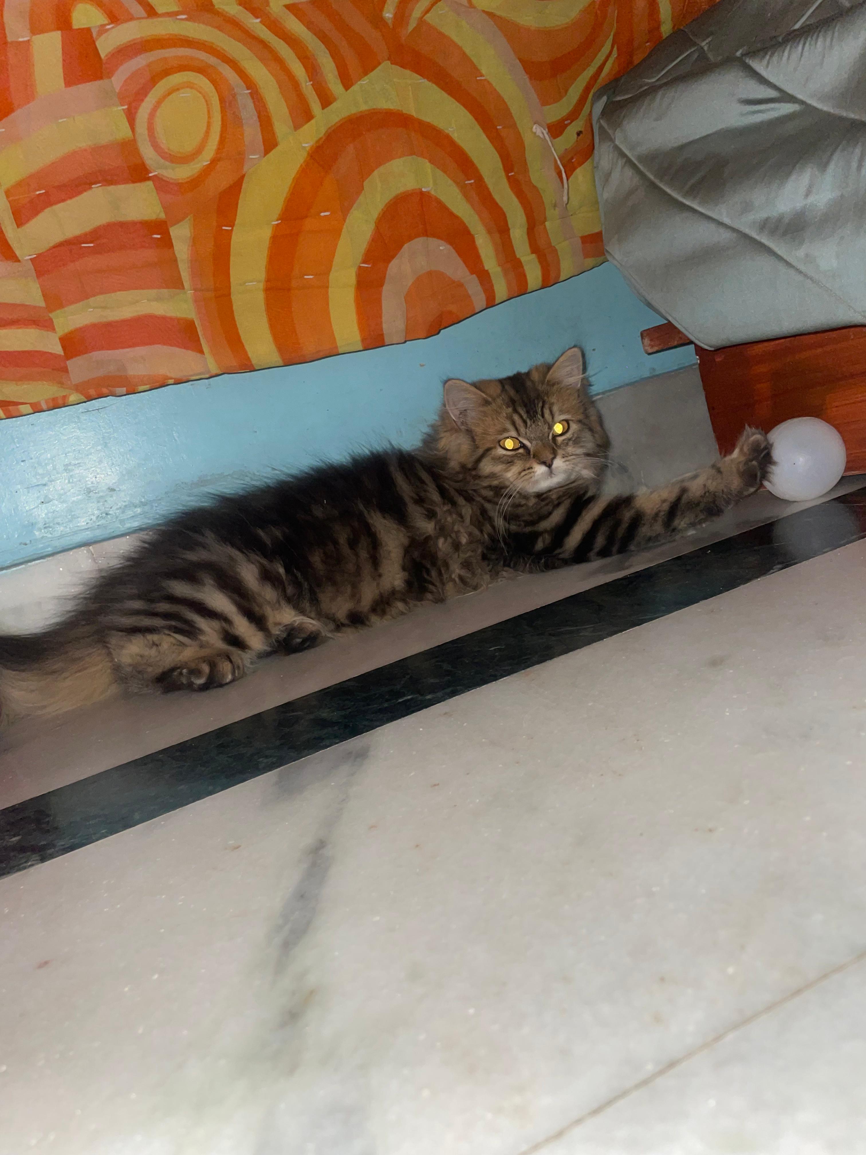 Pet