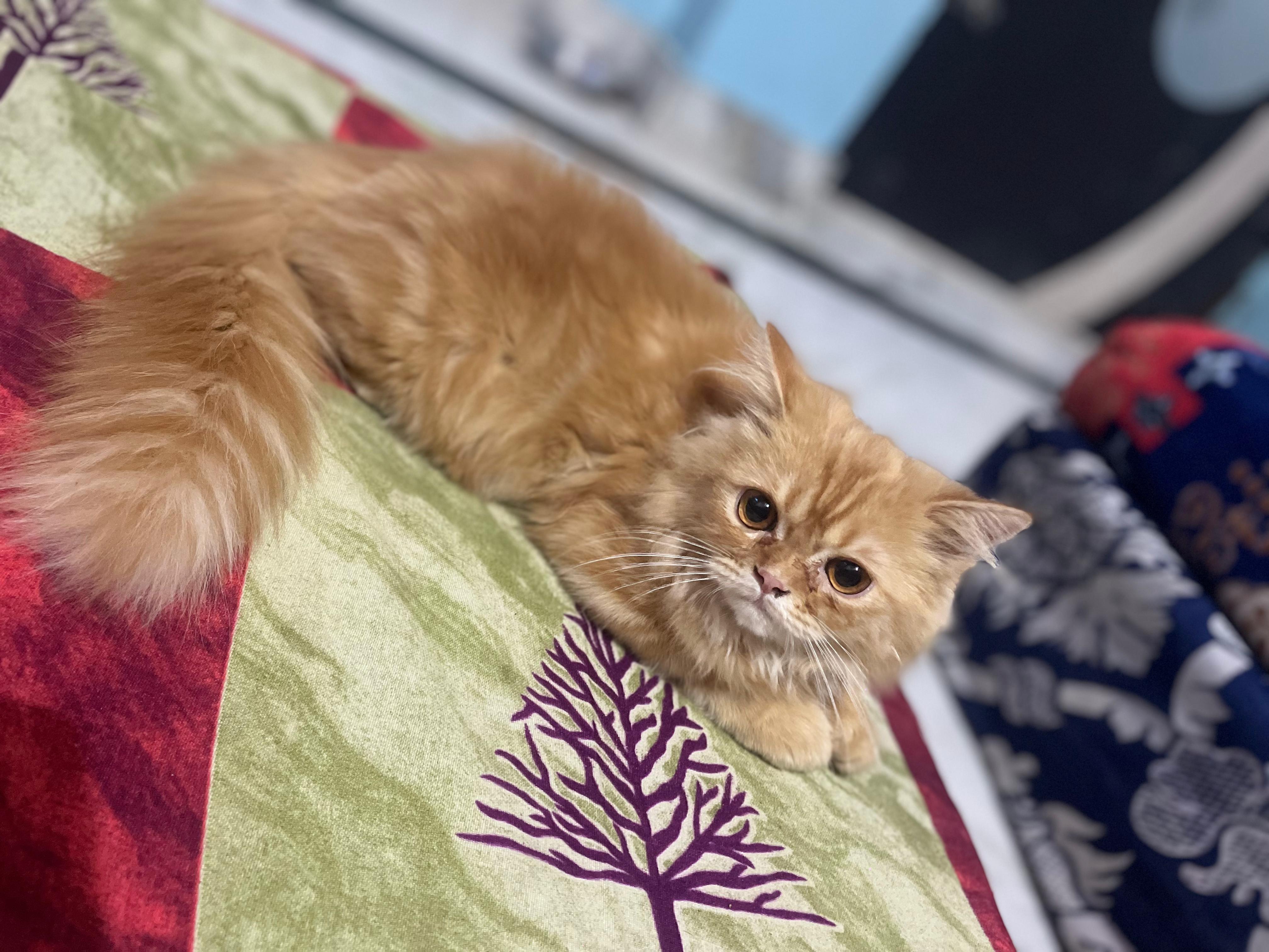 Pet