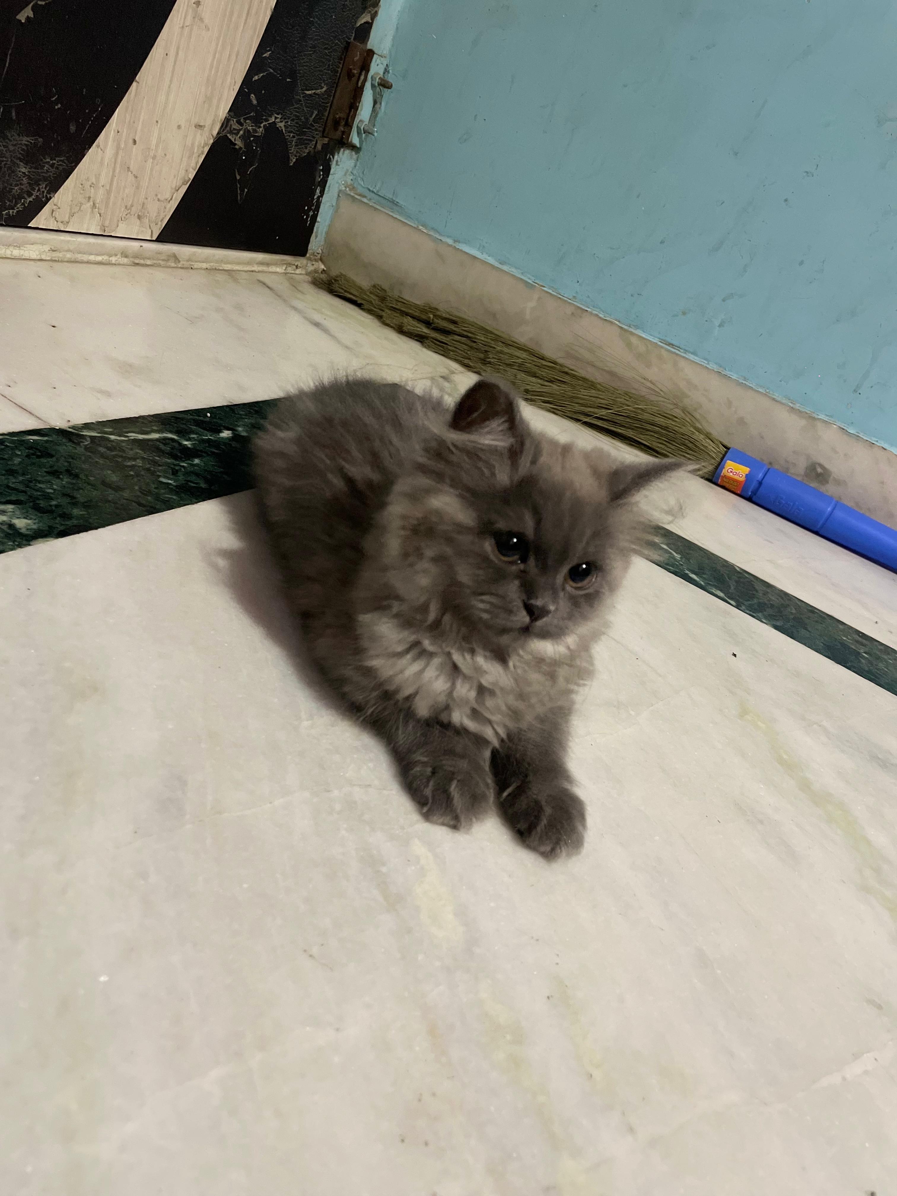 Pet