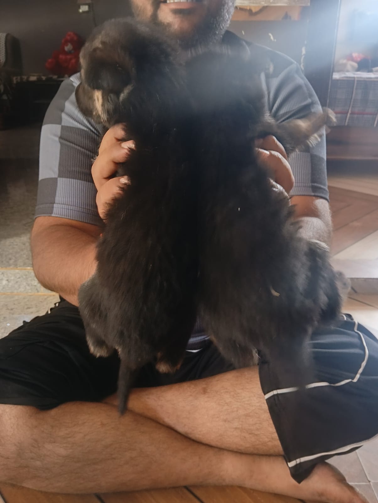 Pet