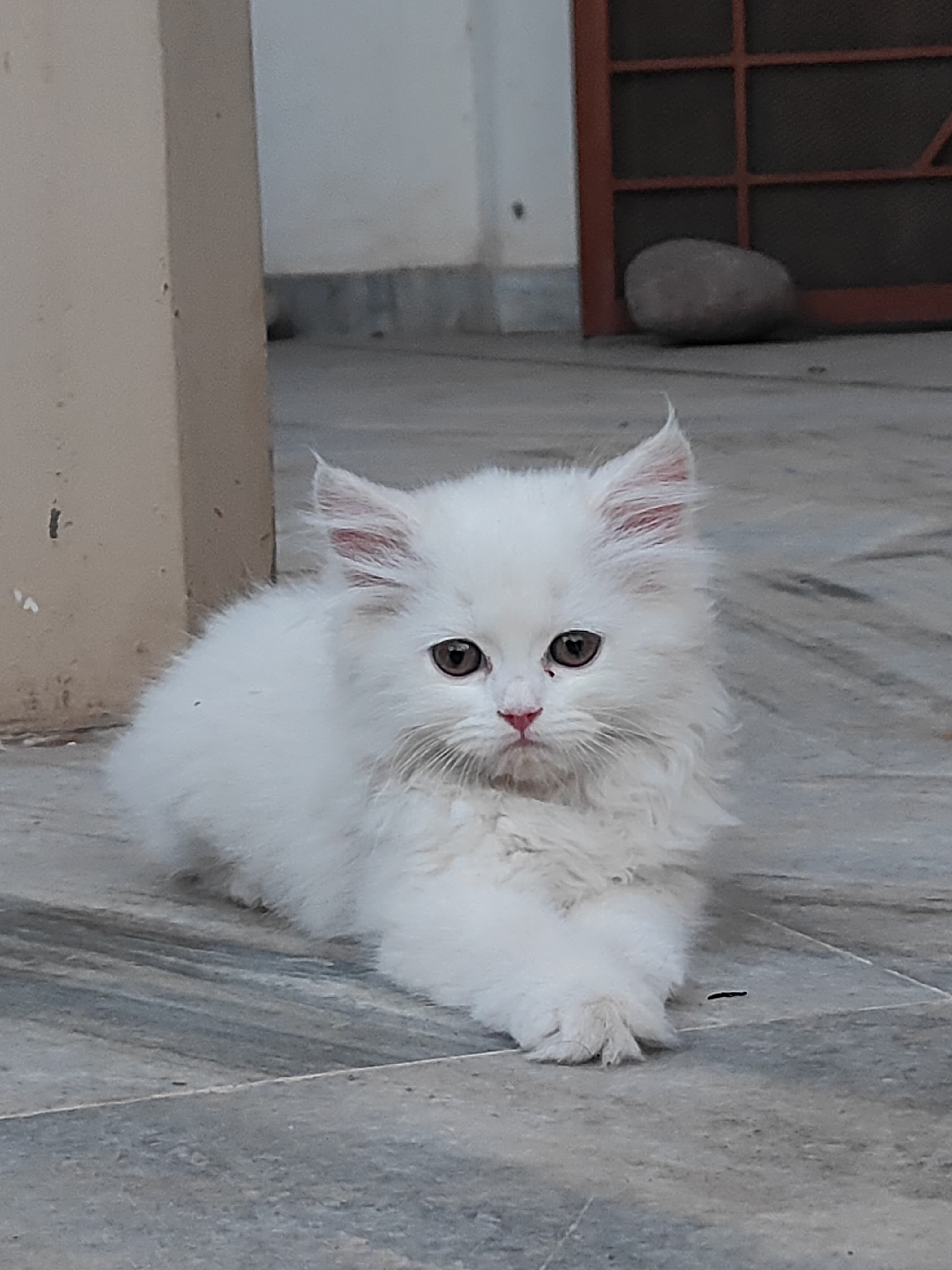 Pet
