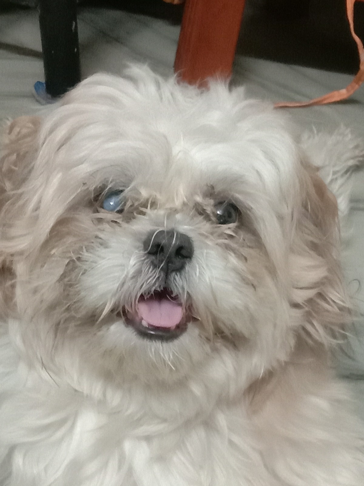 Pet