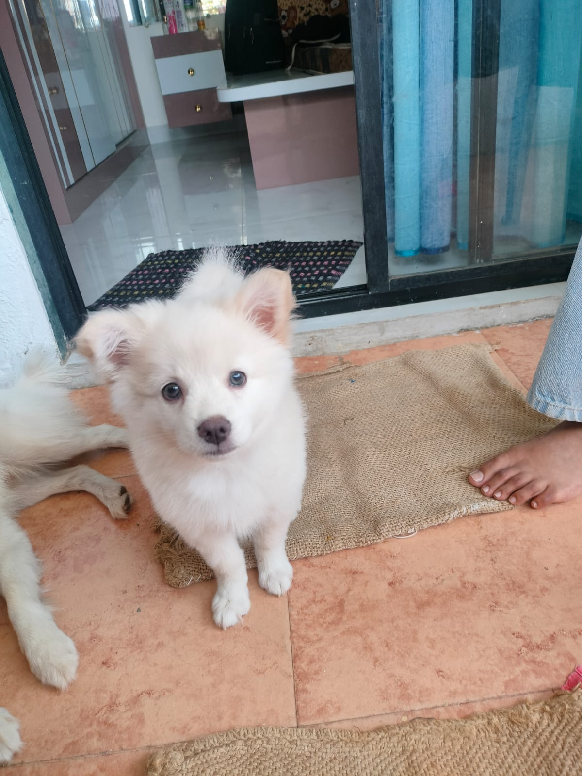 Pet