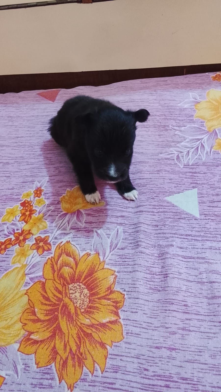 Pet