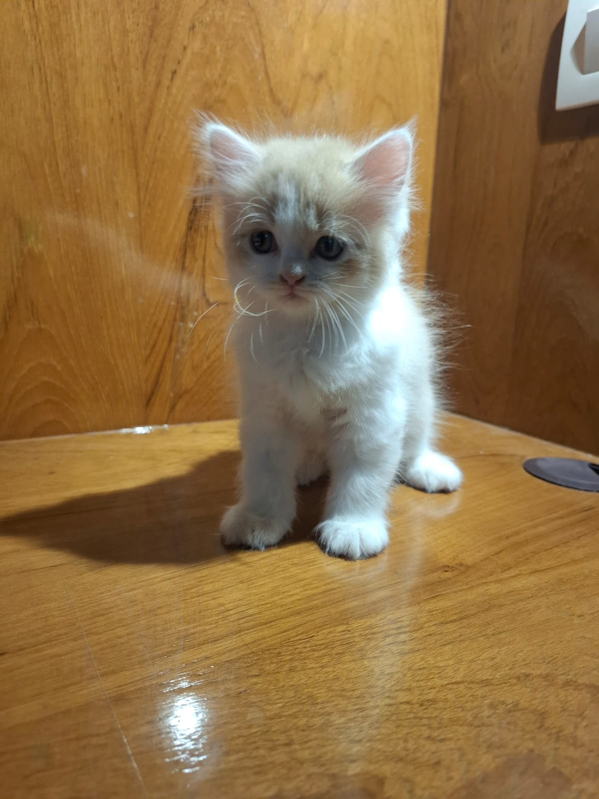 Pet