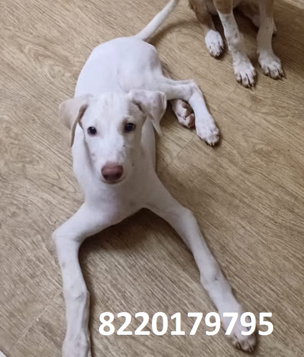Dogs
