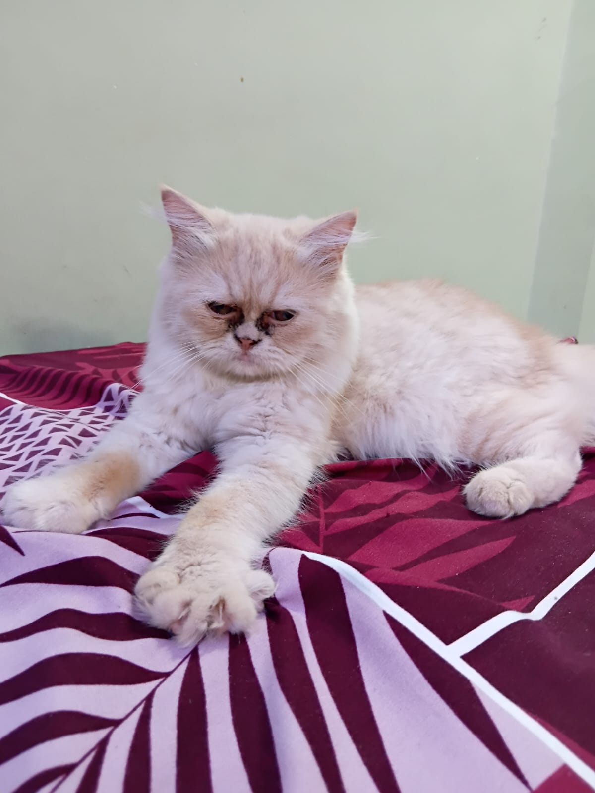 Cats