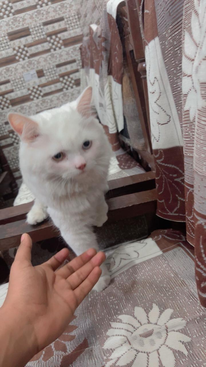 Cats