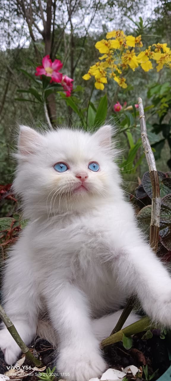 Cats