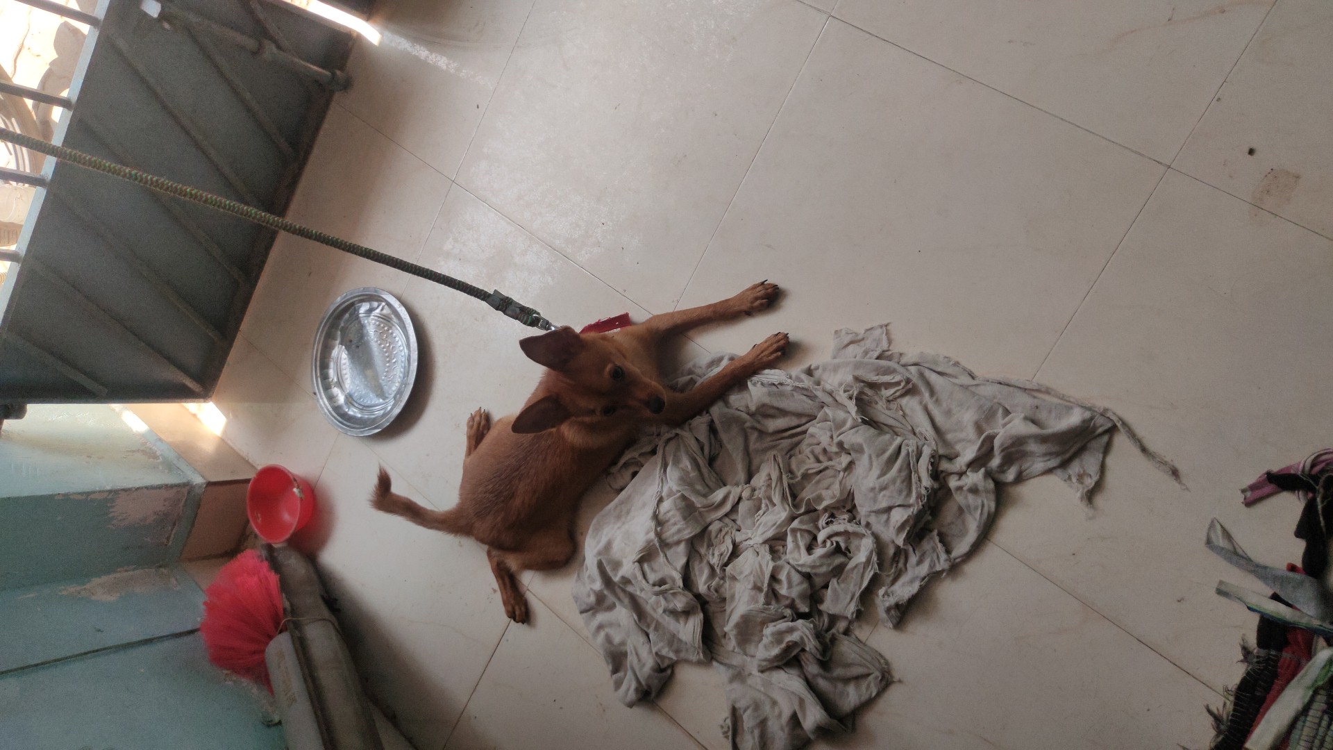 Dogs