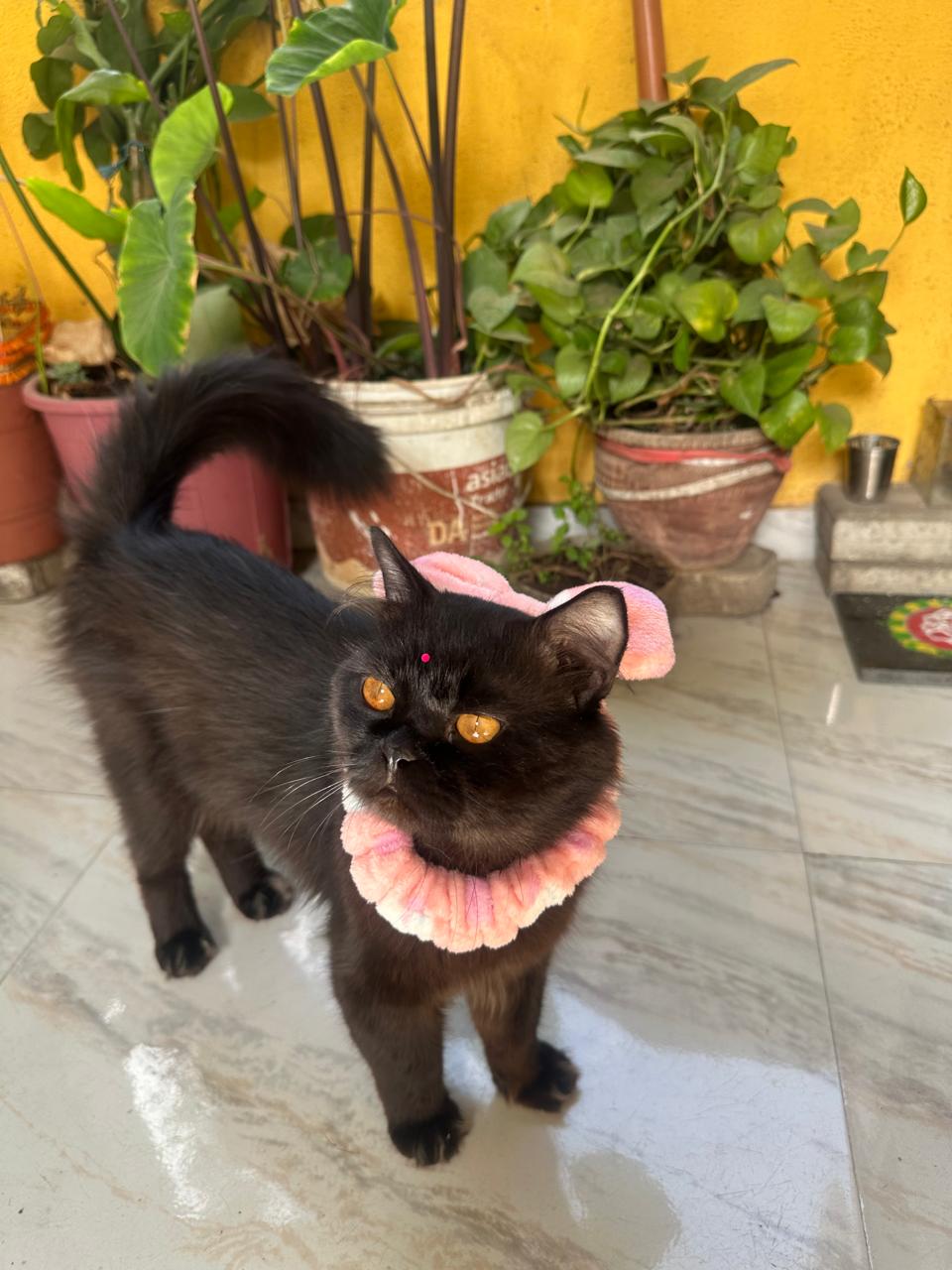 Cats