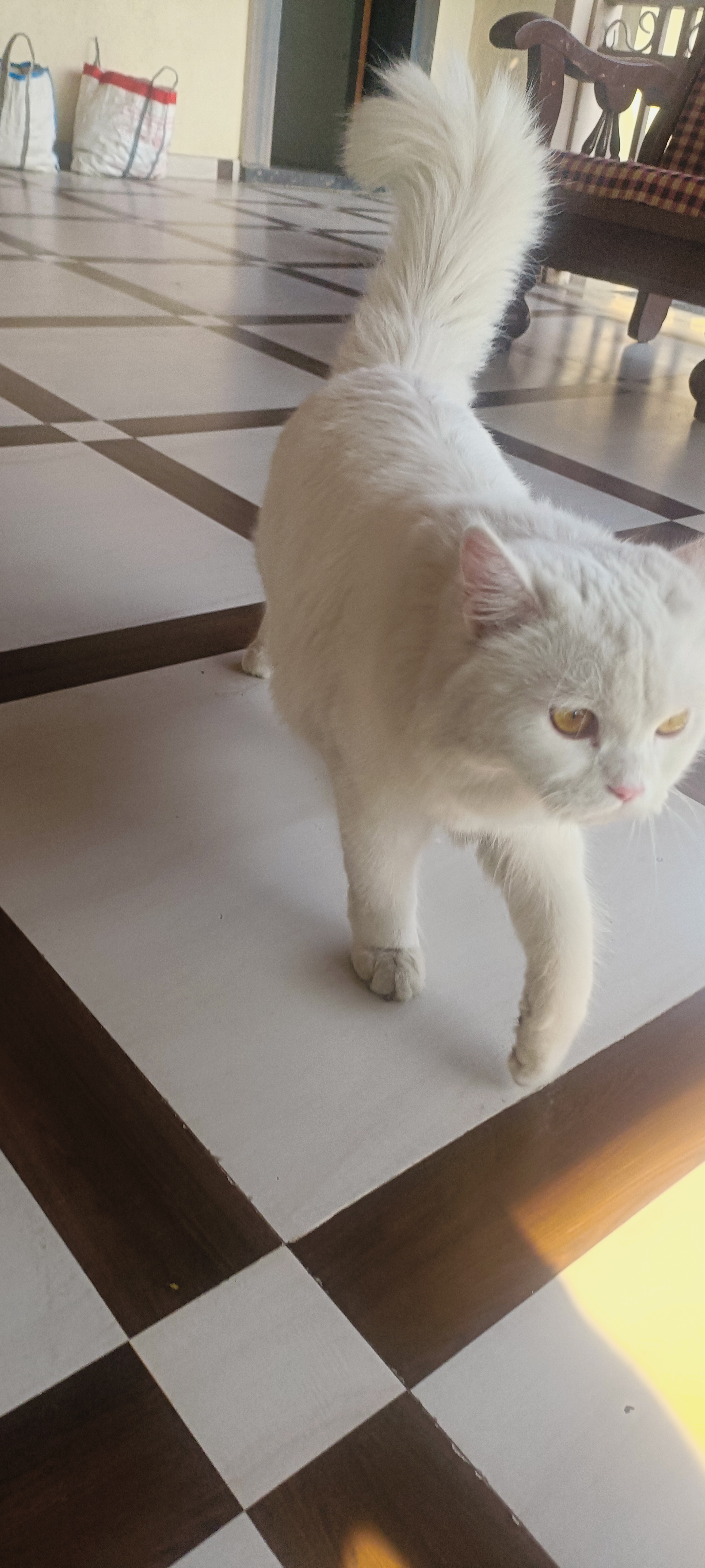 Pet