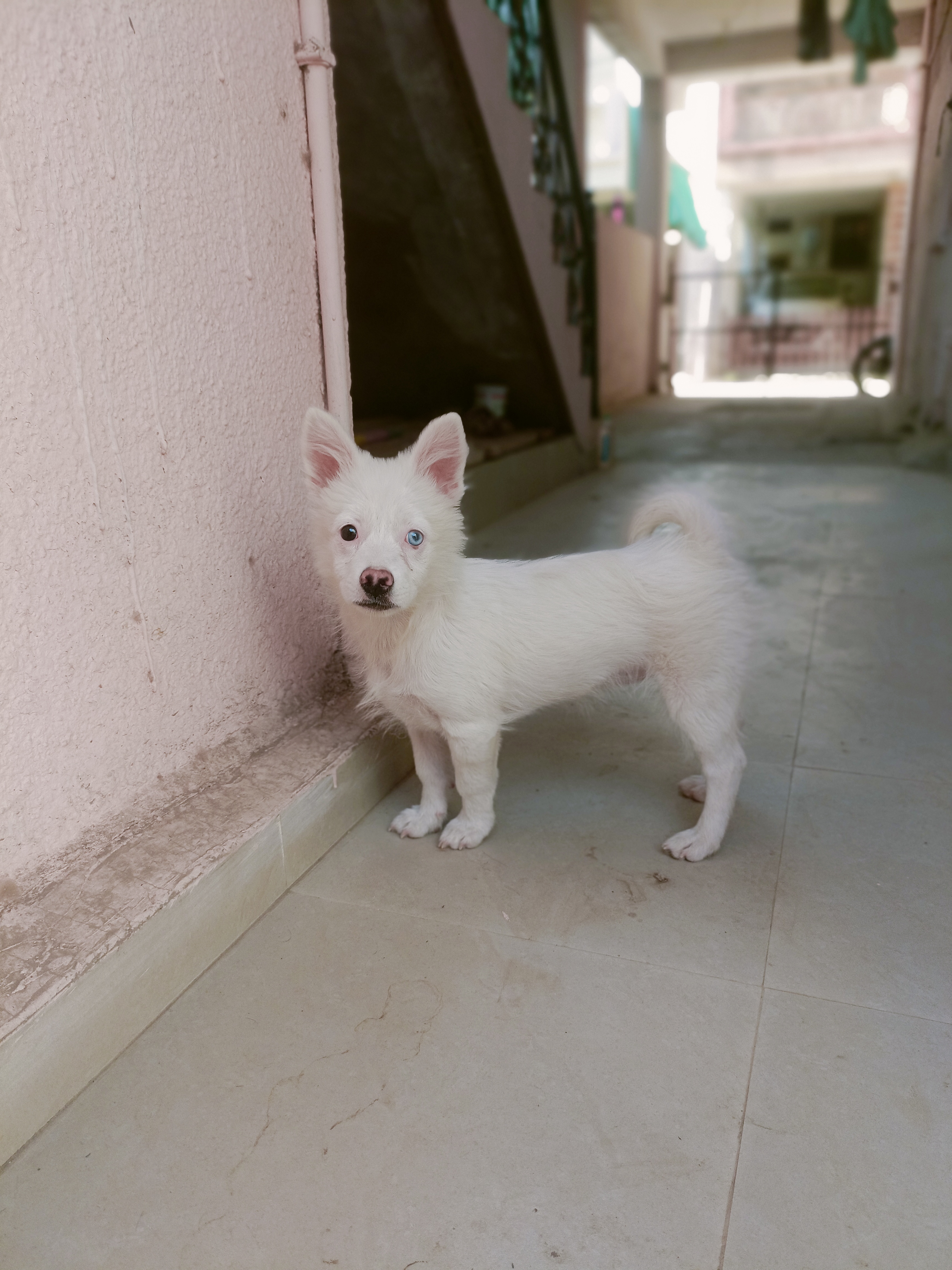 Pet