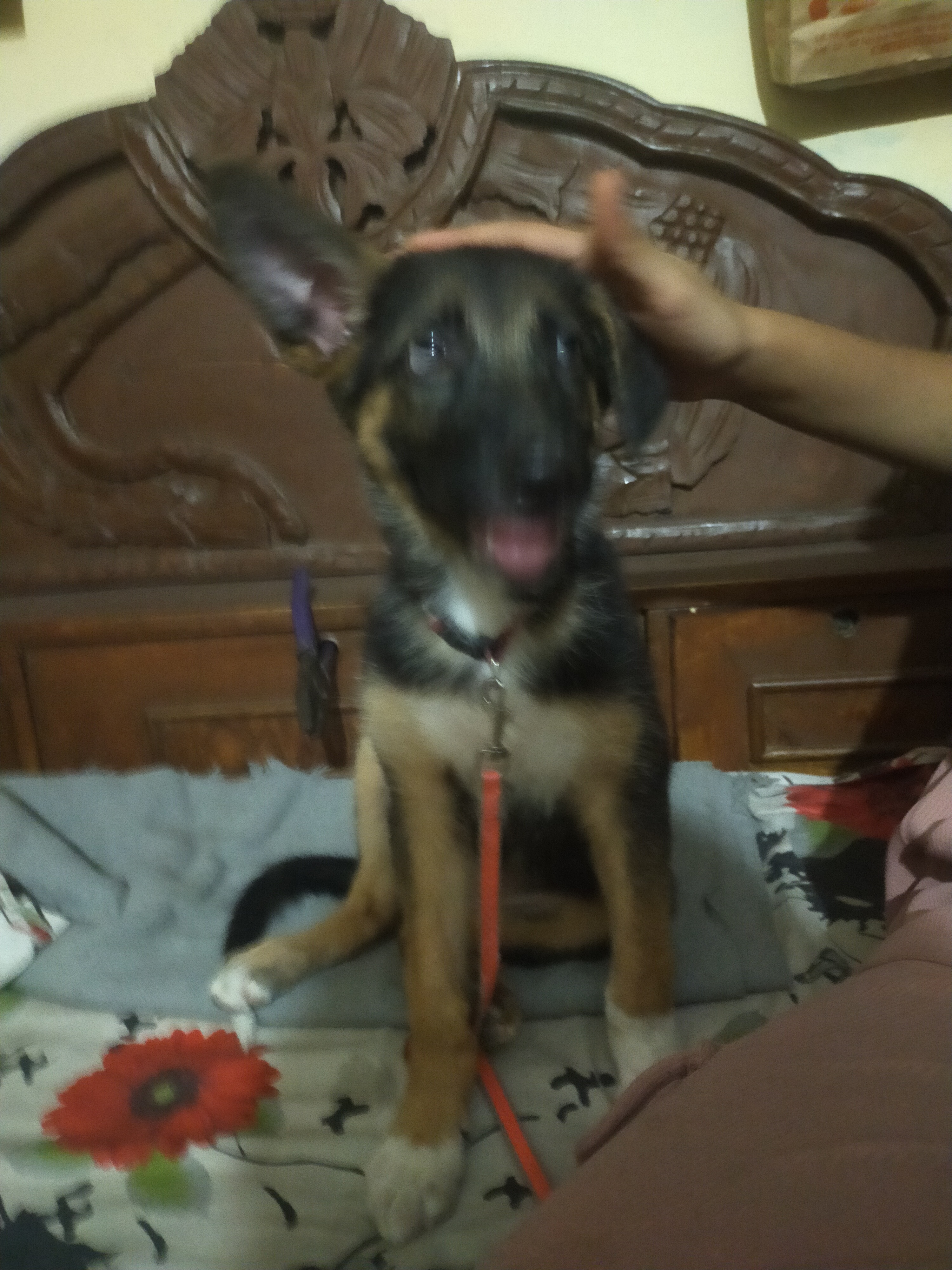 Pet