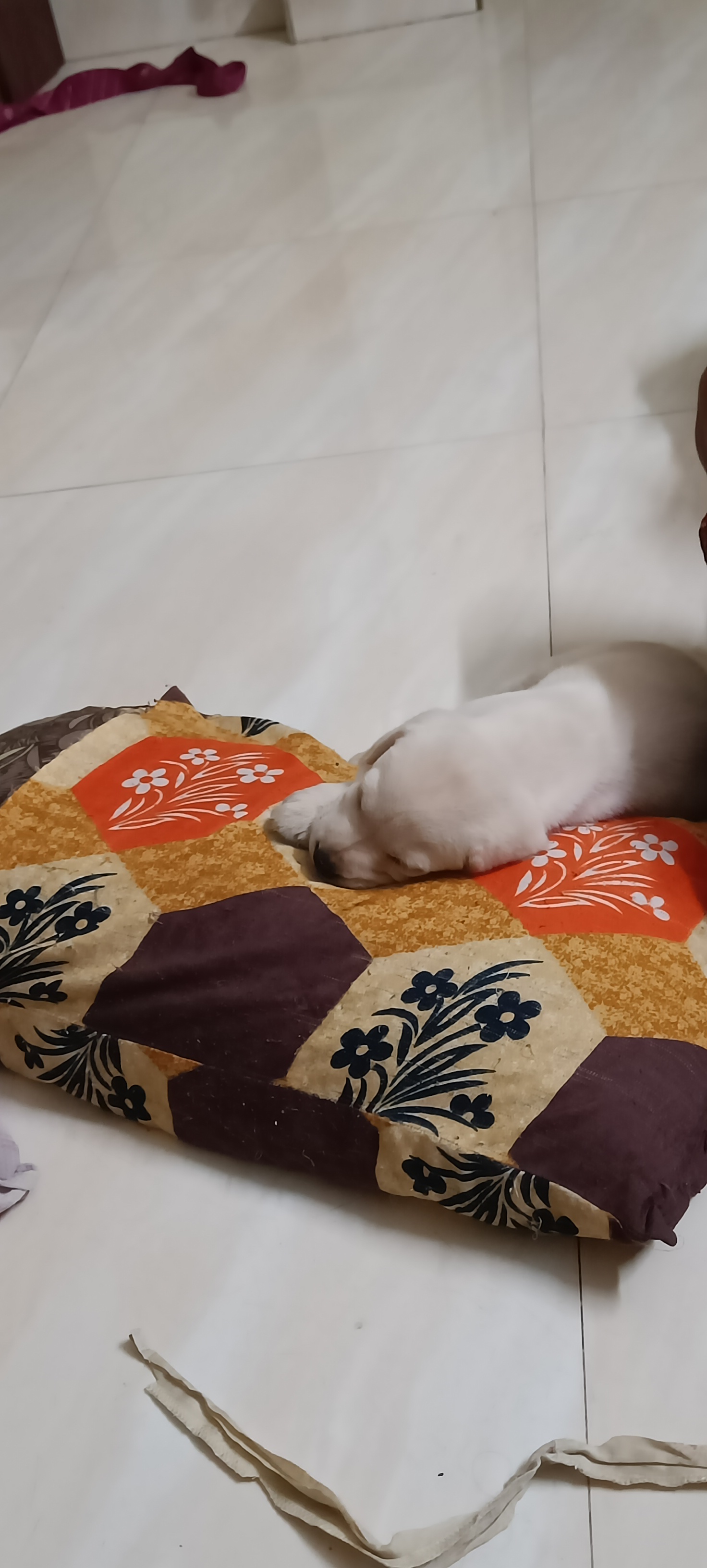 Dogs
