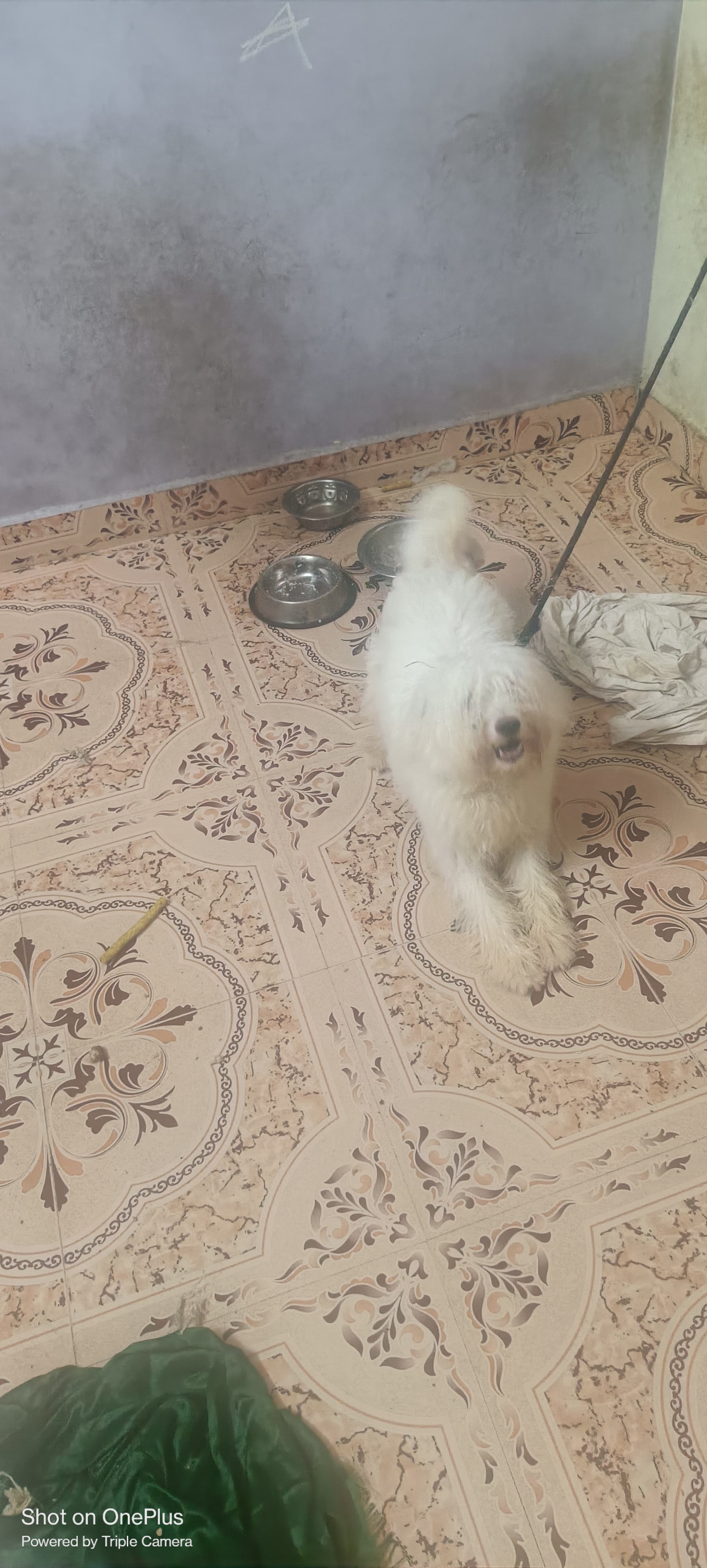 Dogs