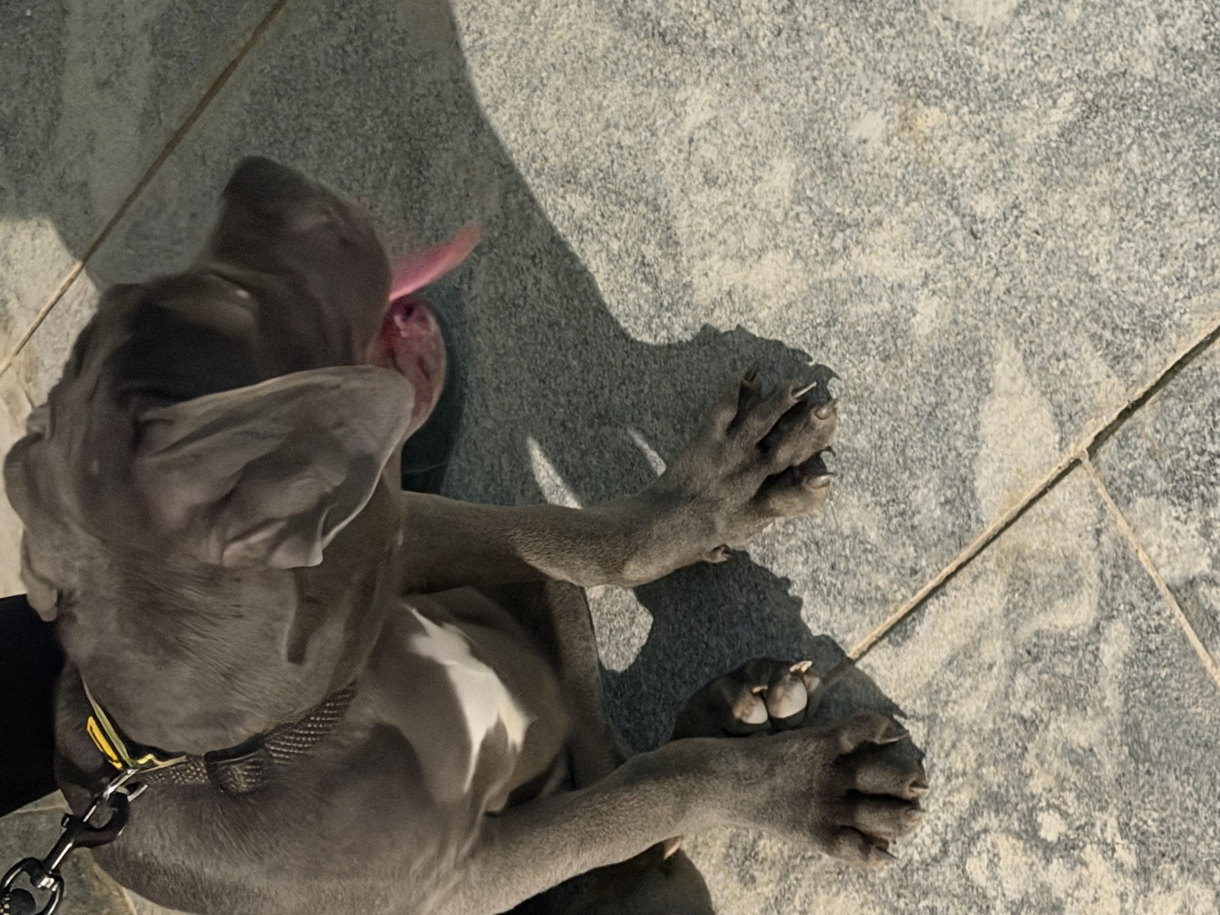 Dogs