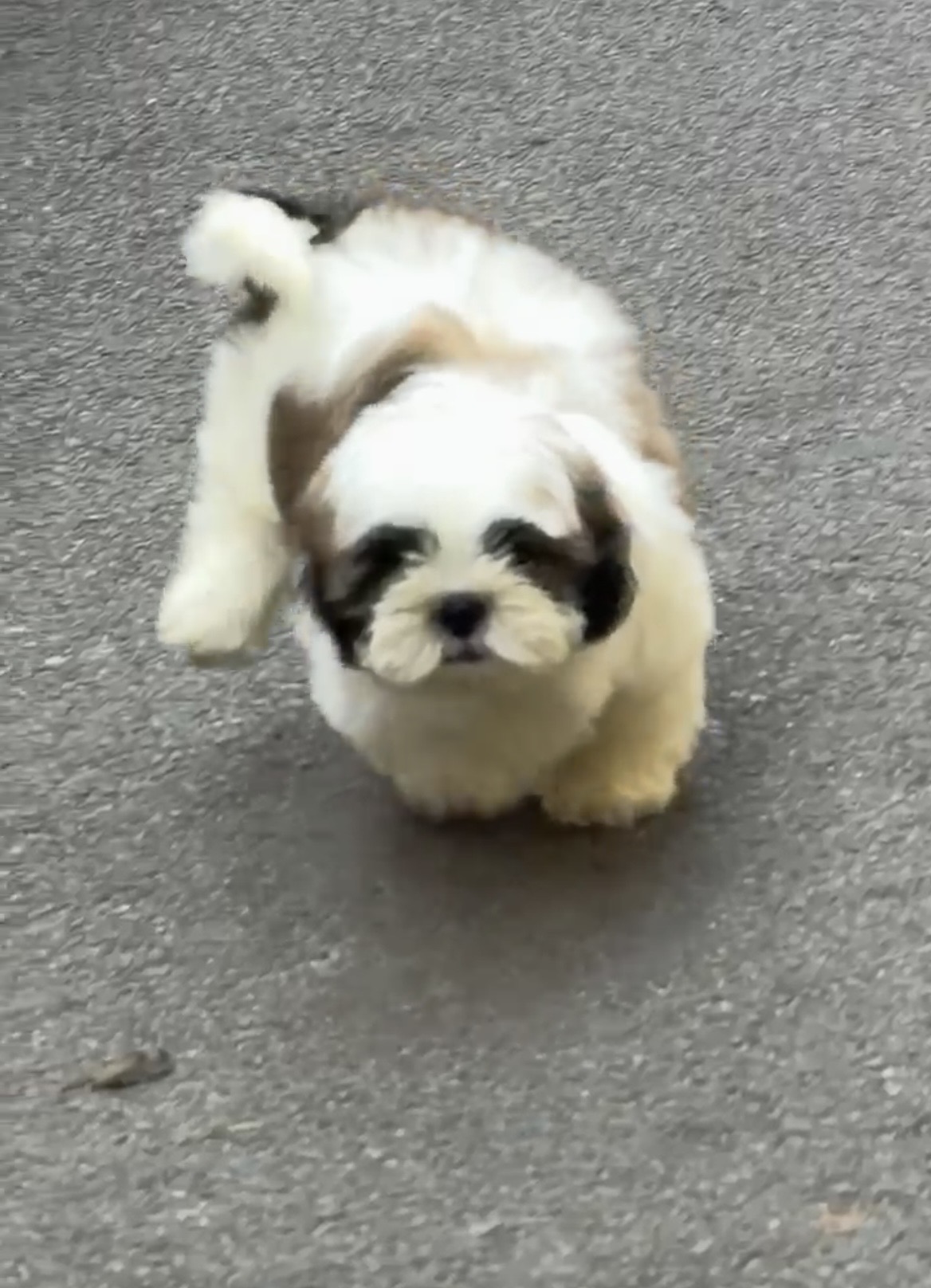 Pet