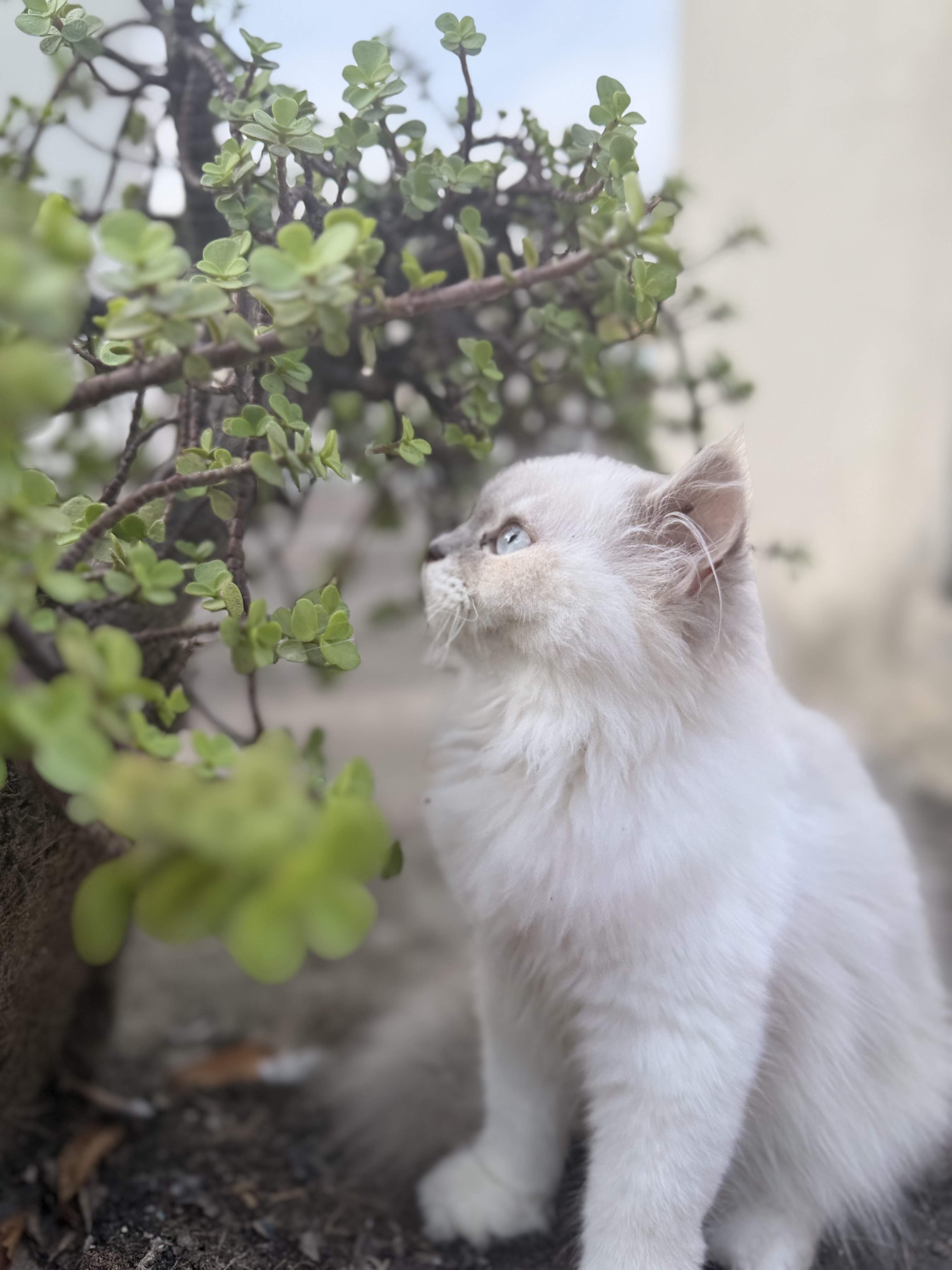 Cats