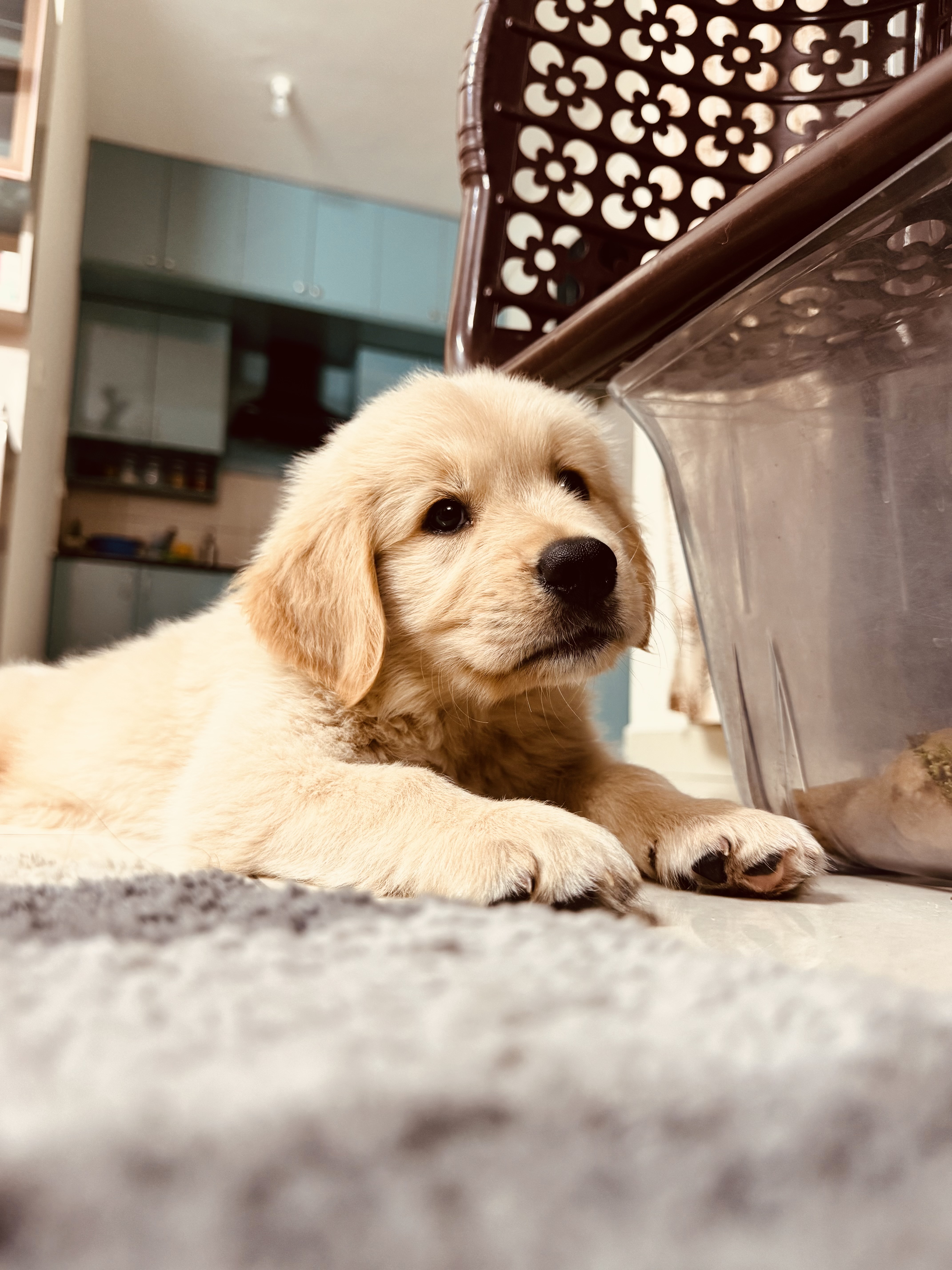 Pet