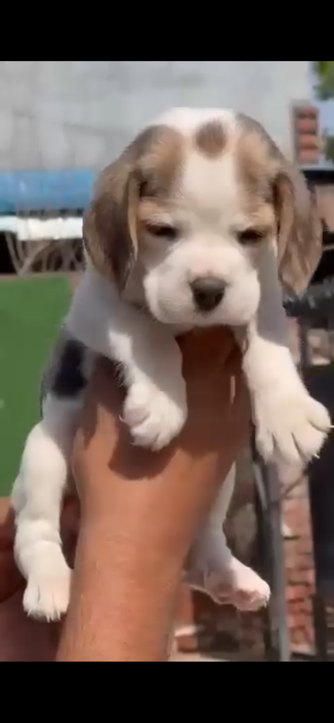 Pet