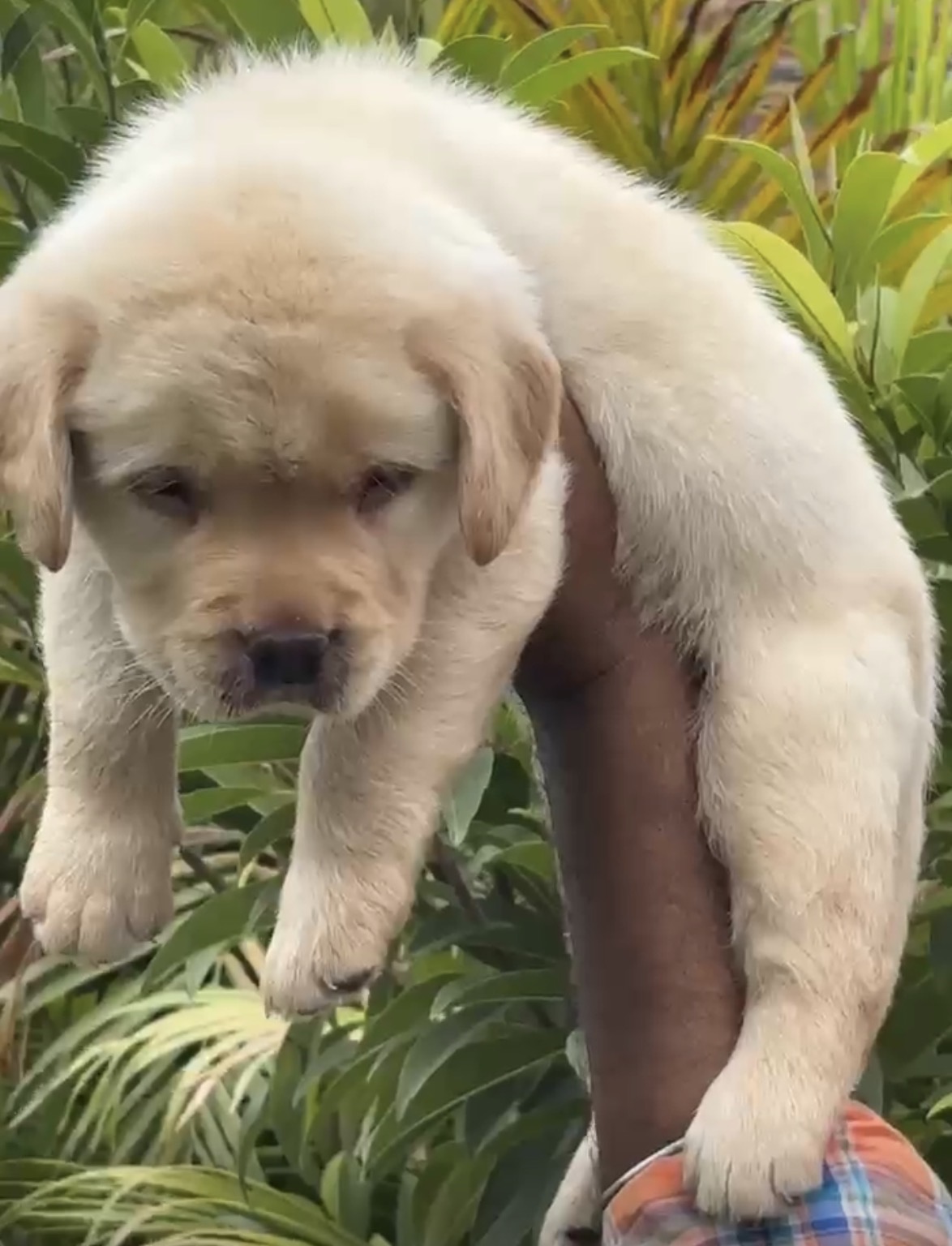 Pet