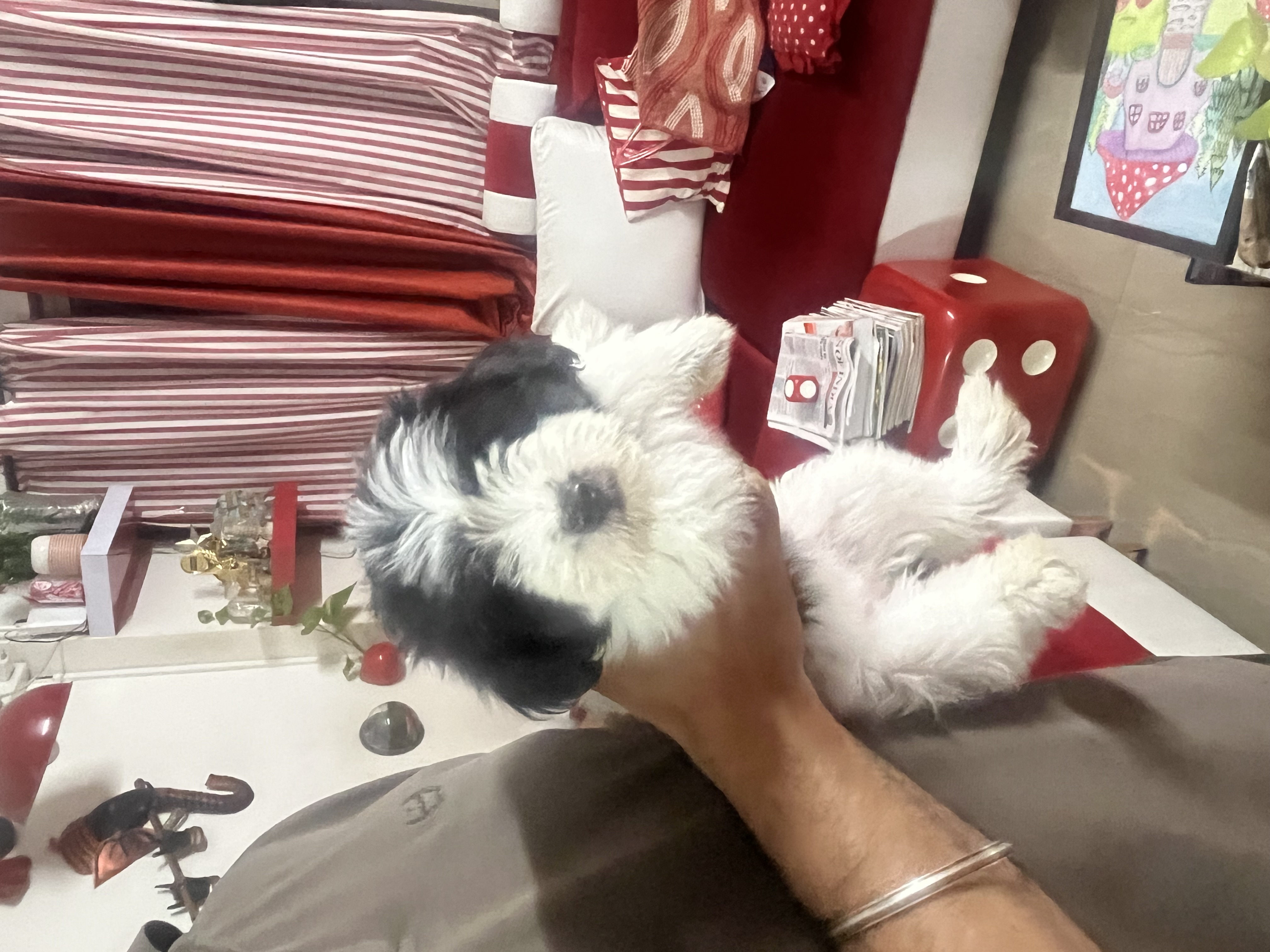 Pet