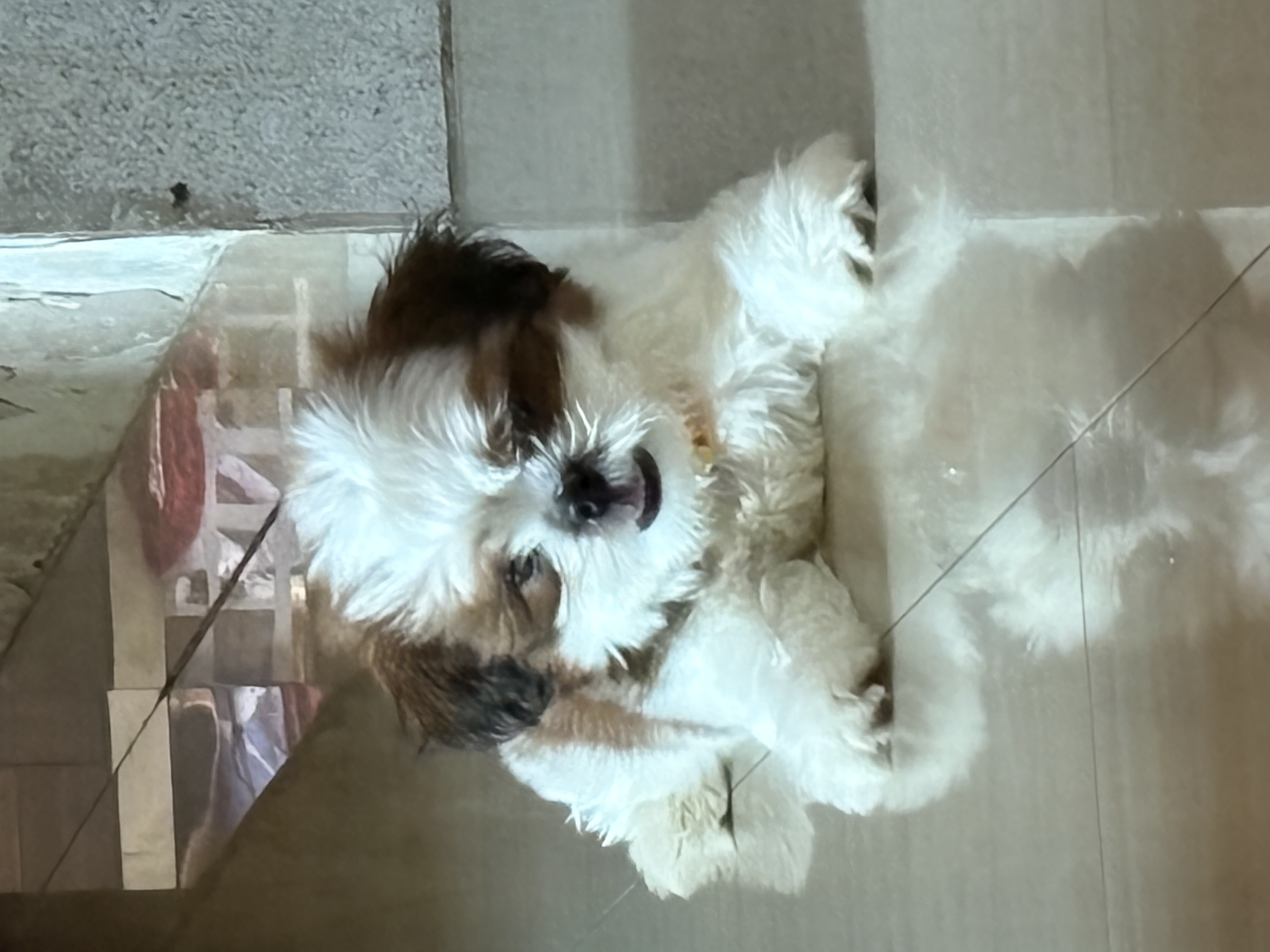 Pet