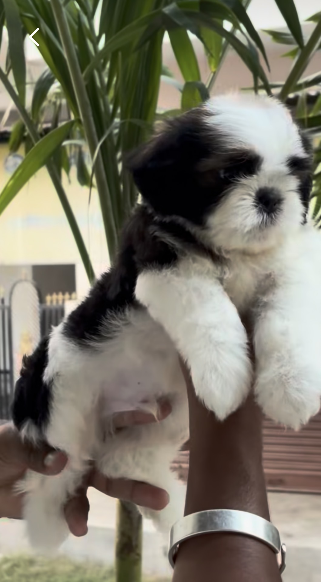 Dogs