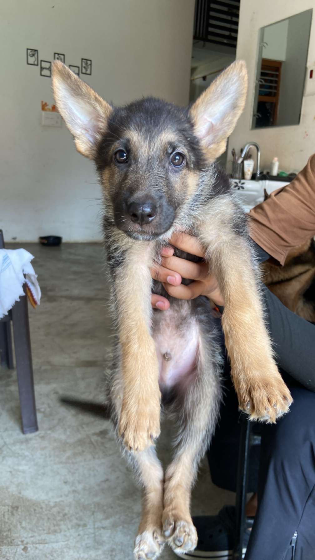 Pet